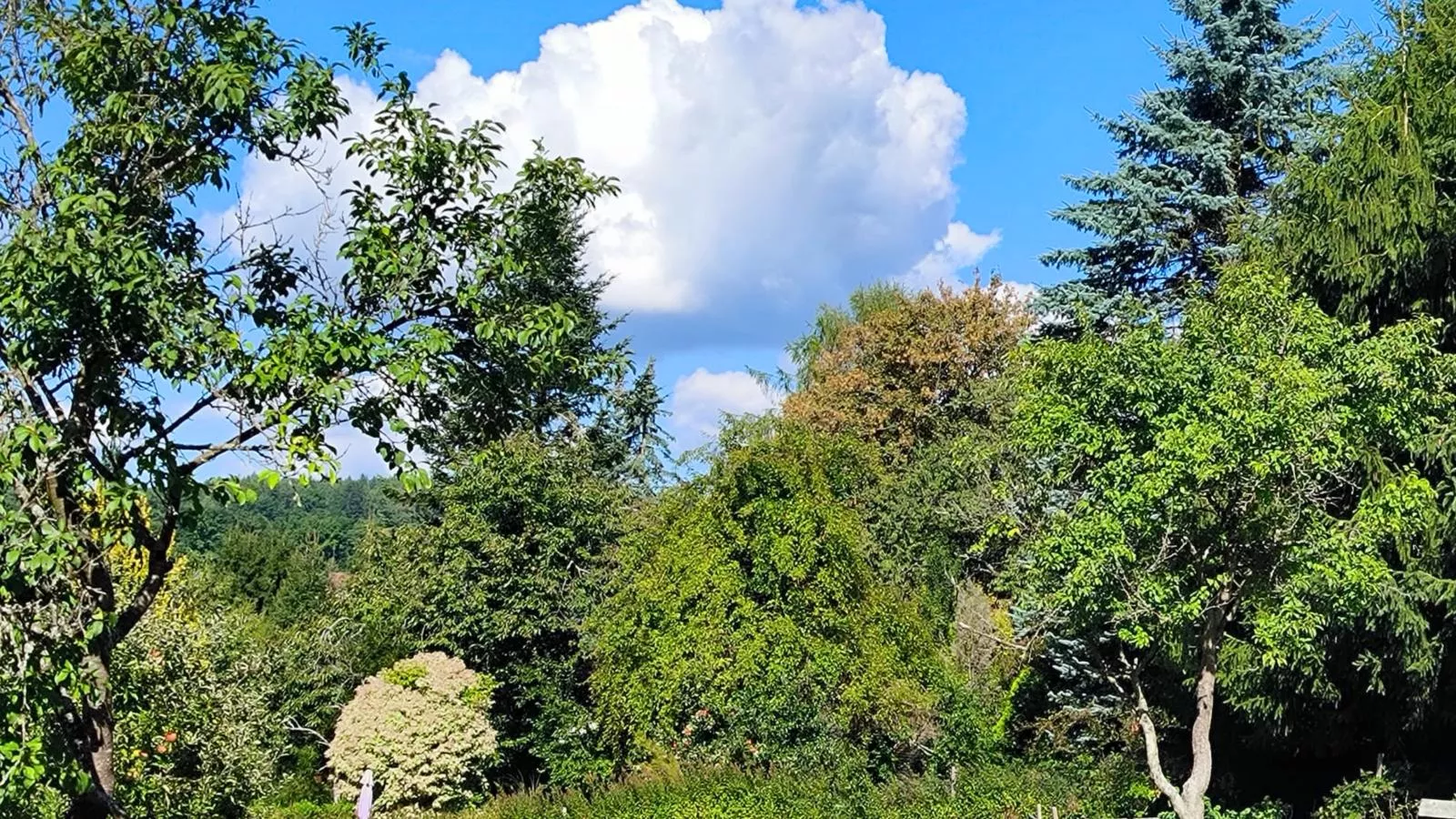 Am Springelbach-Jardins en été