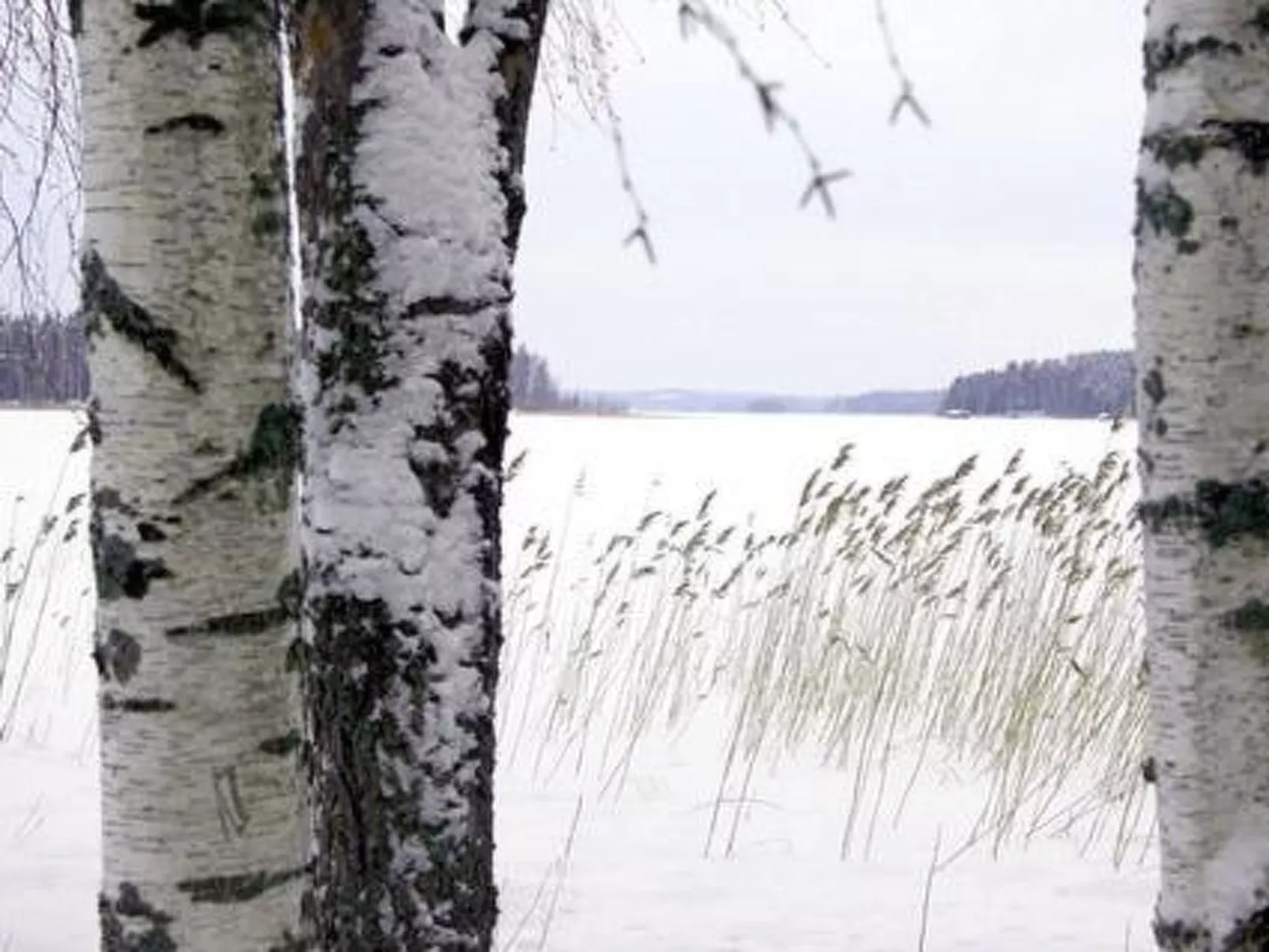 Kopinkallio 1-Dedans