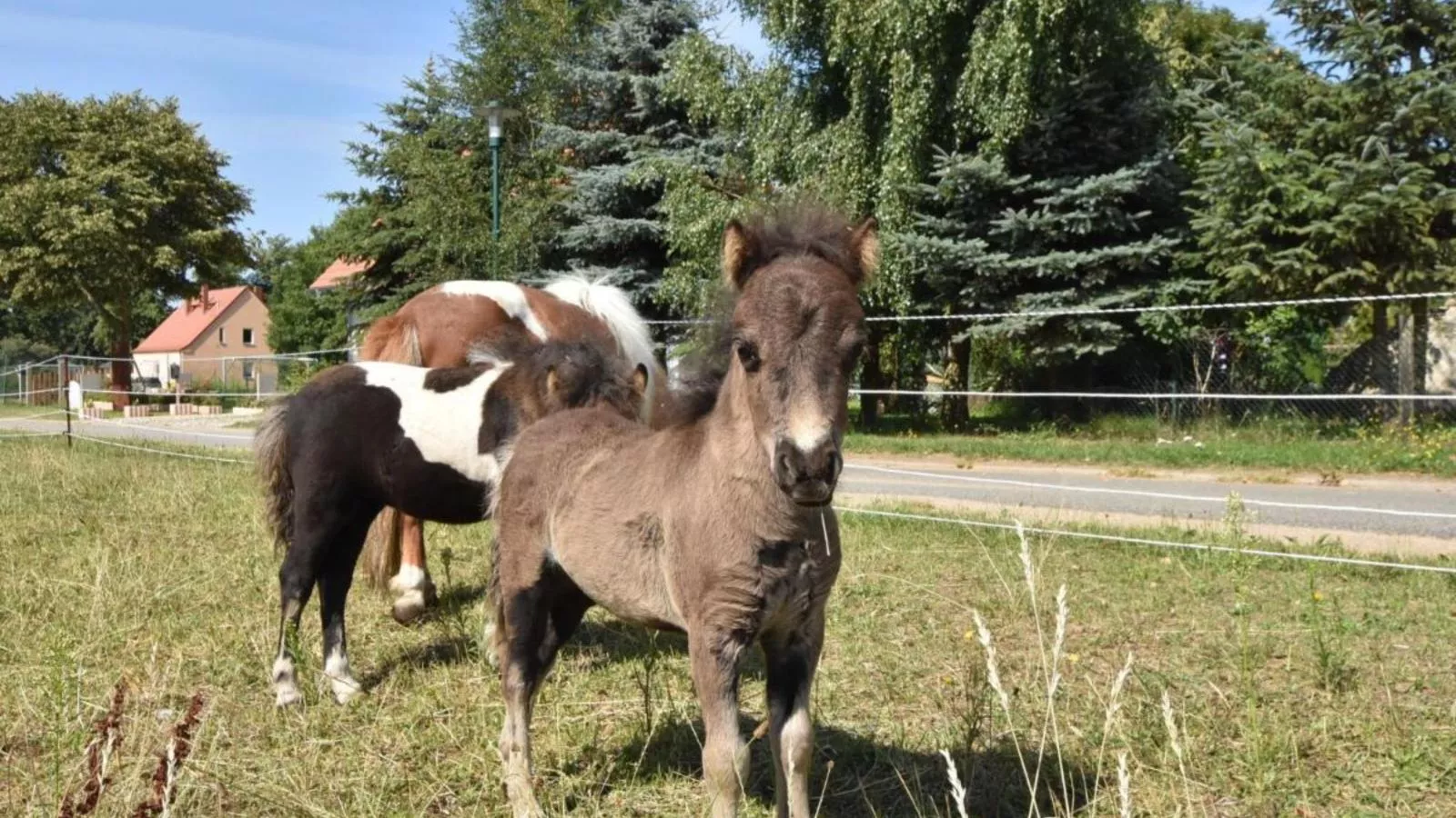 Glamour-Camping-Garten Sommer