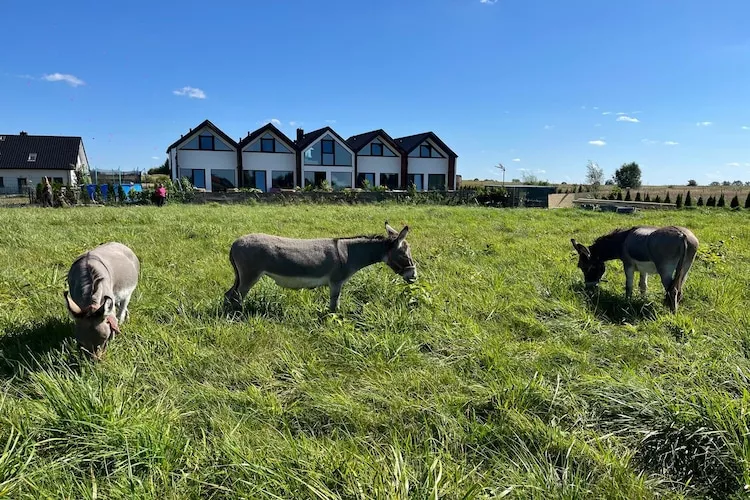 Domki wakacyjne dla 8 osób w Mielenku-Park facilities