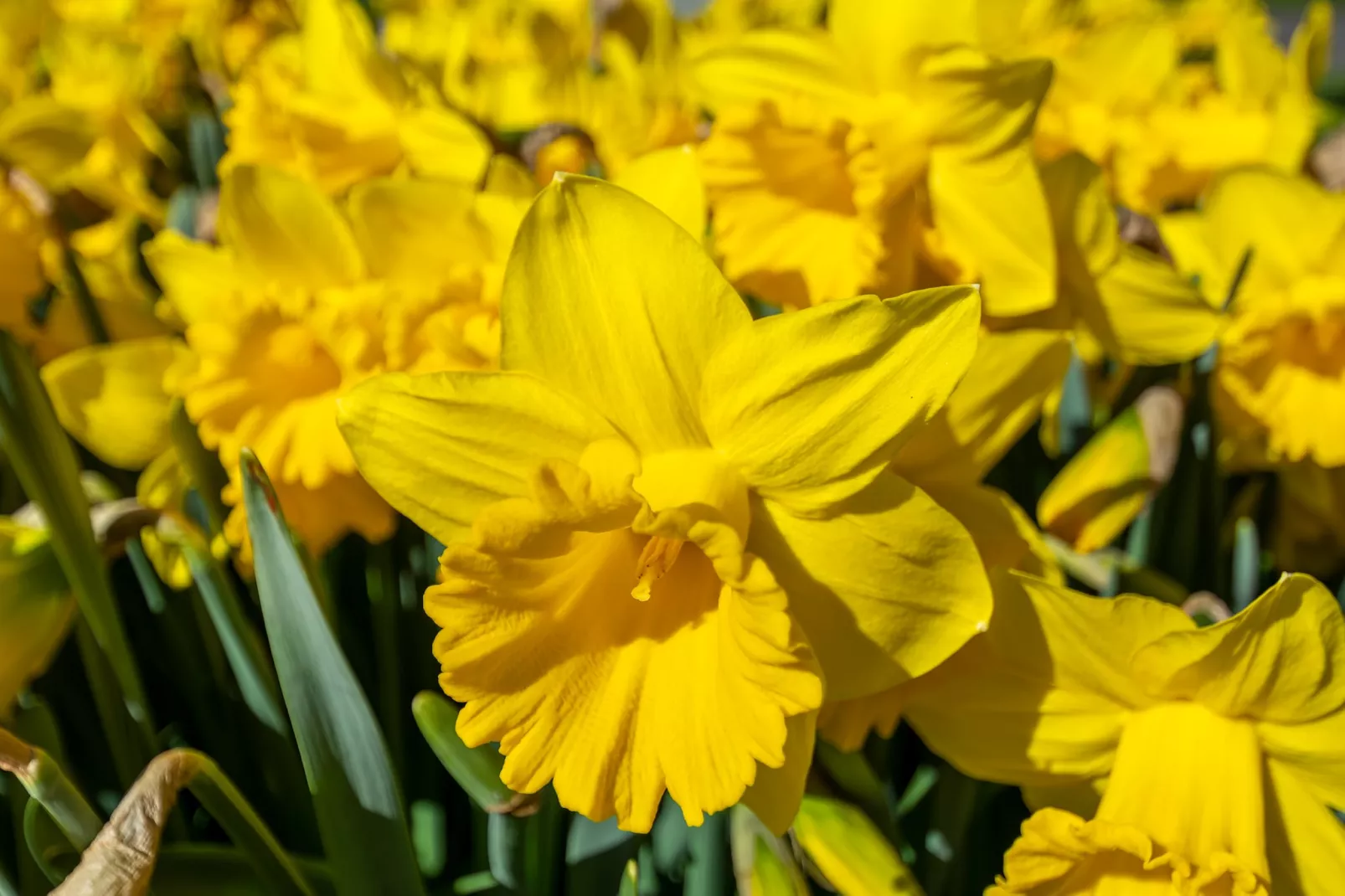 Résidence Juliana 21-Ambiente