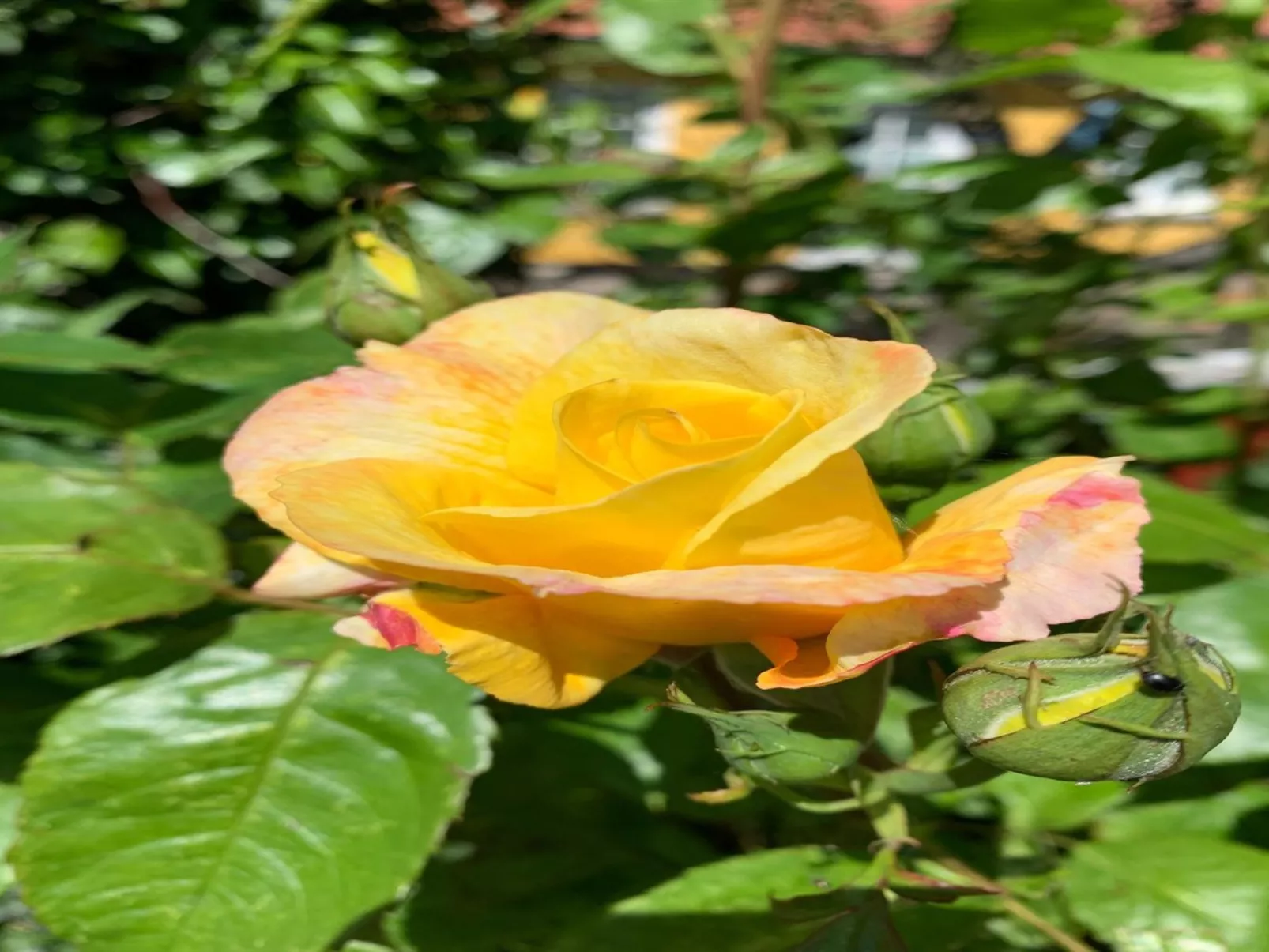 "Huanca" - 900m from the sea-Inside