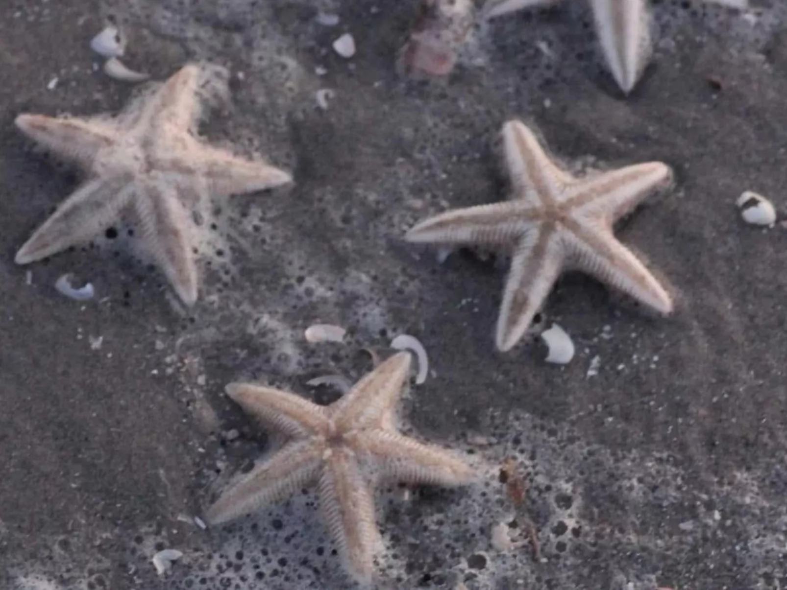 "Grep" - 800m from the sea-Draußen