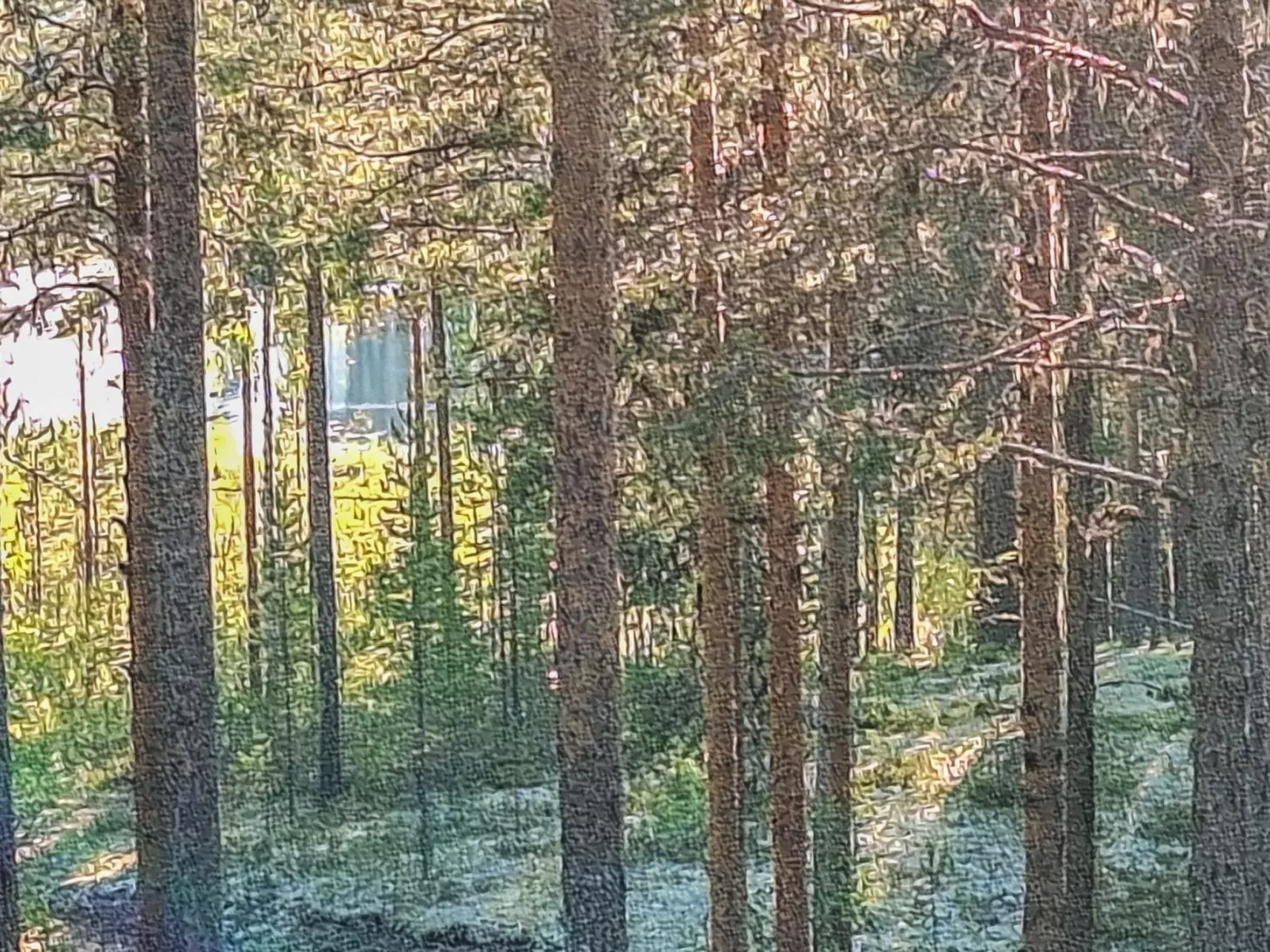 Rokua vaulutupa-Dedans