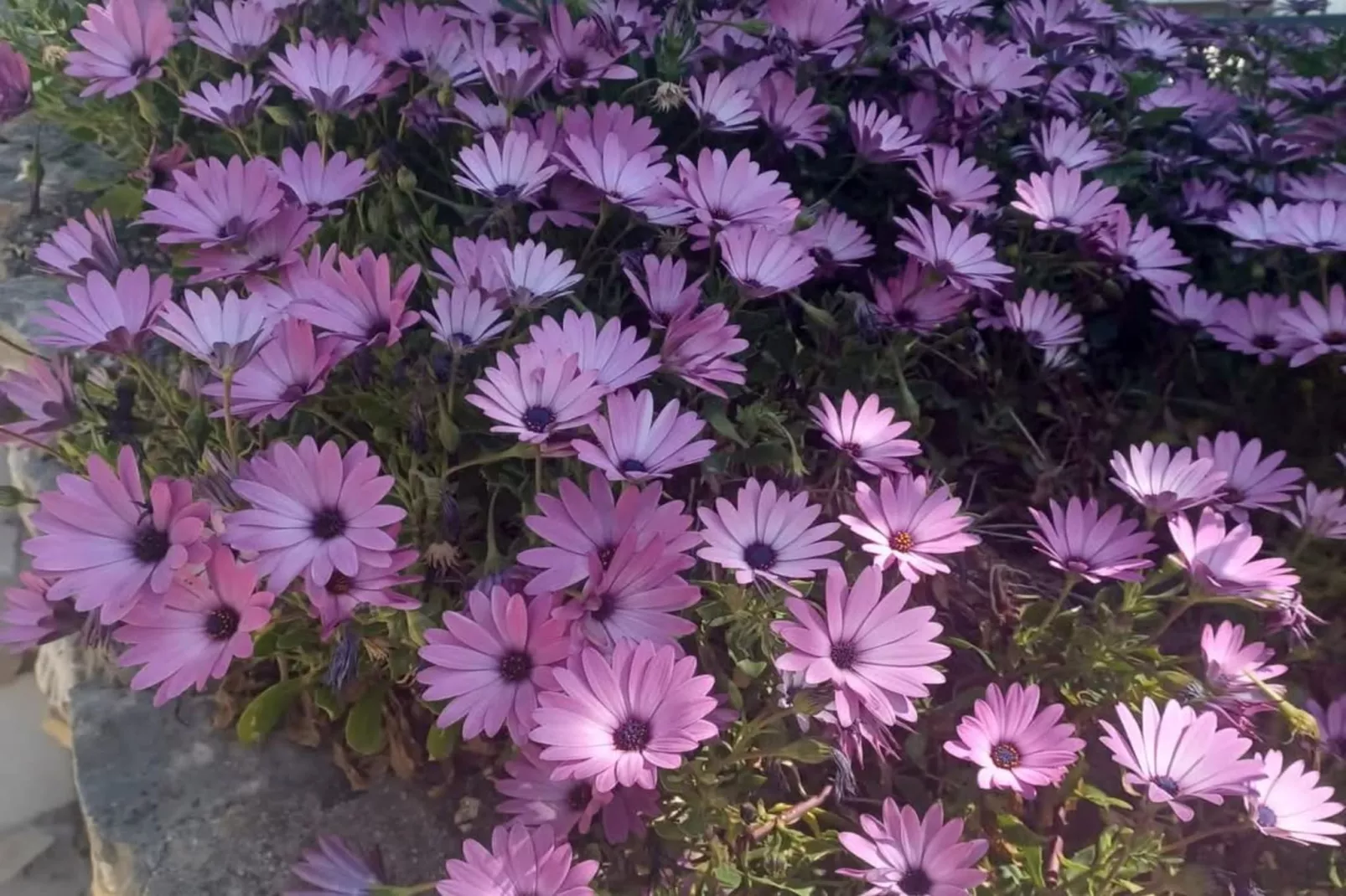 Three-Bedroom Apartment With Sea View A2-Jardins en été
