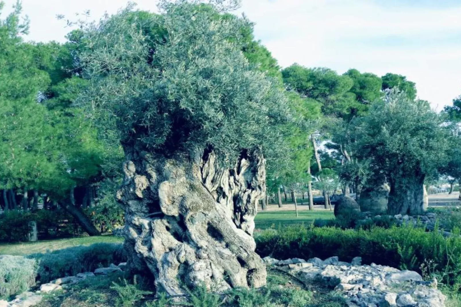 One Bedroom Apartment (A1)-Im Freien