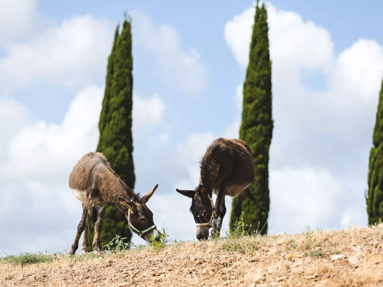 Poggio Piero 2-Draußen