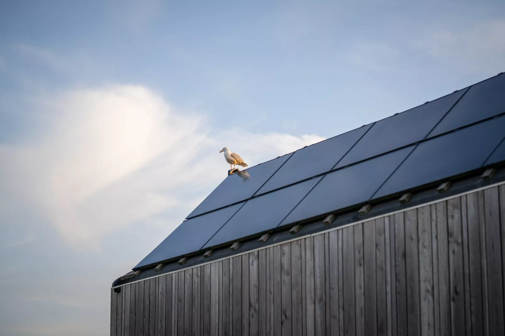 Eco Resort Grevelingenstrand-Ambiance