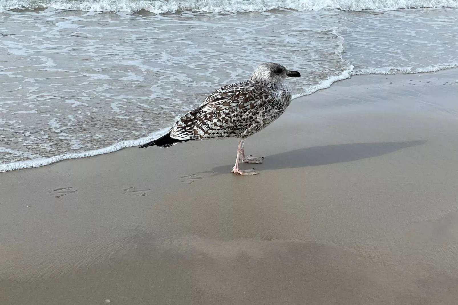 5 Personen Ferienhaus in Løkken-By Traum-Wasserblick