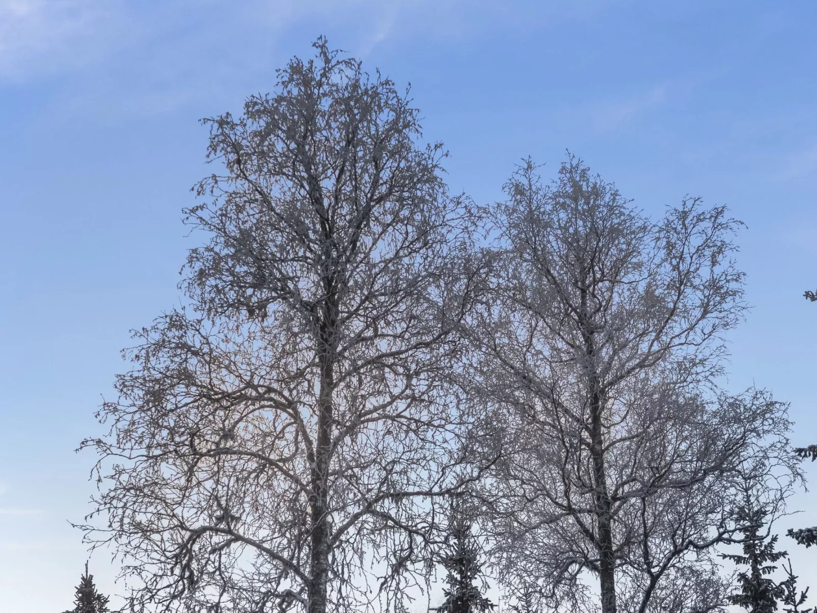 Klz rodoniitti-Drinnen