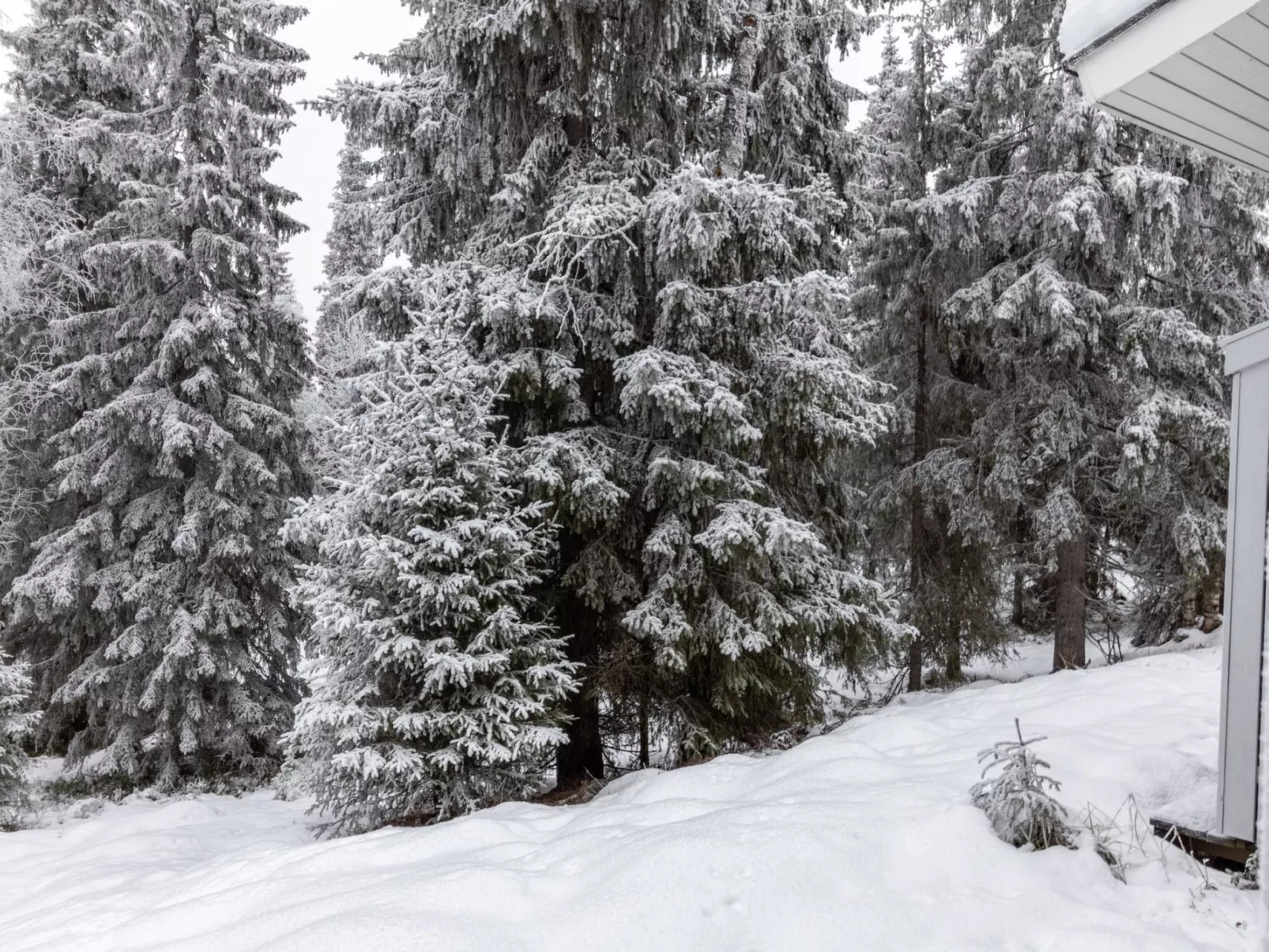 Rukan ankkuri-Drinnen