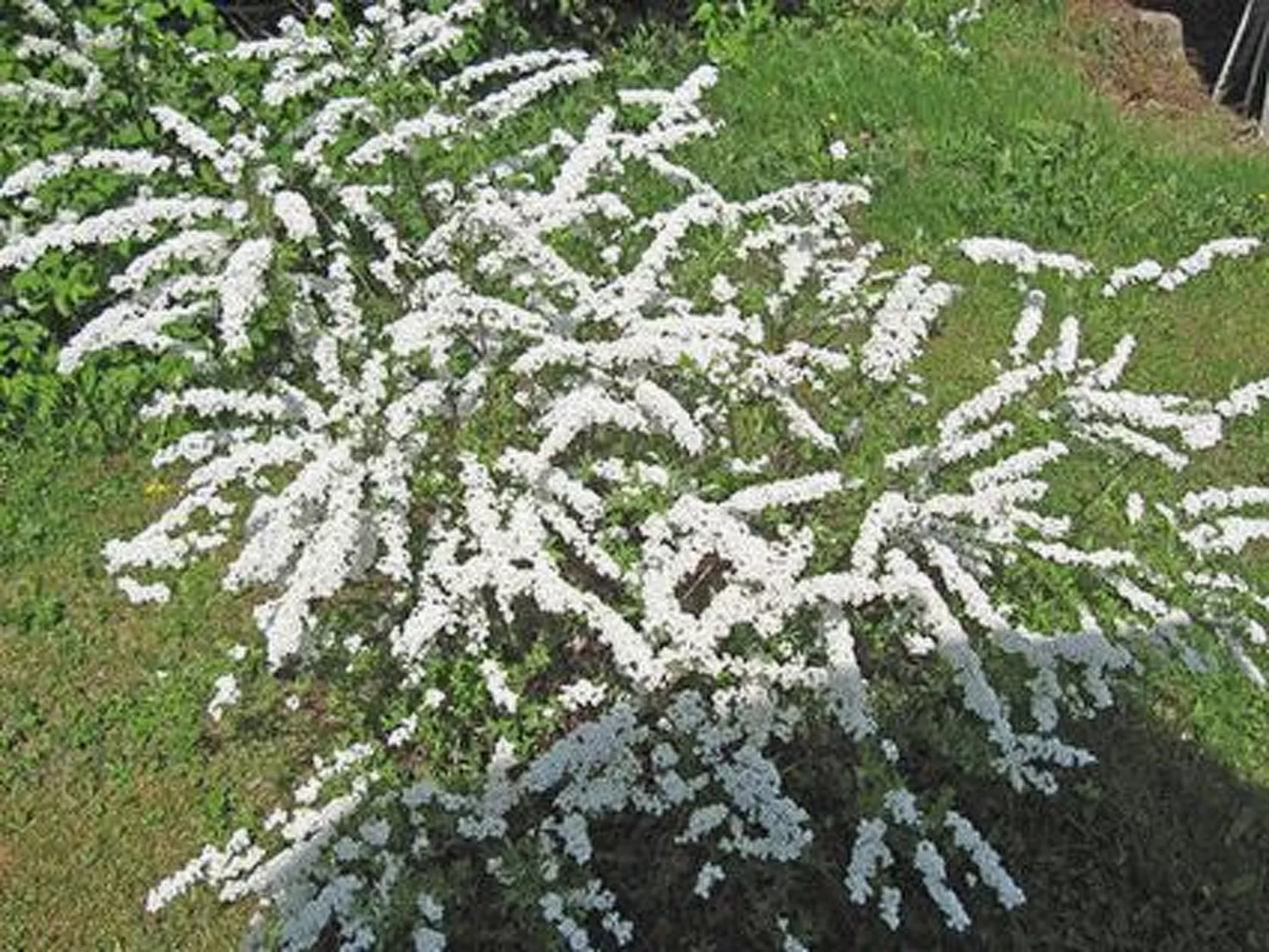 Viljamaan lomamökit 2-Dedans