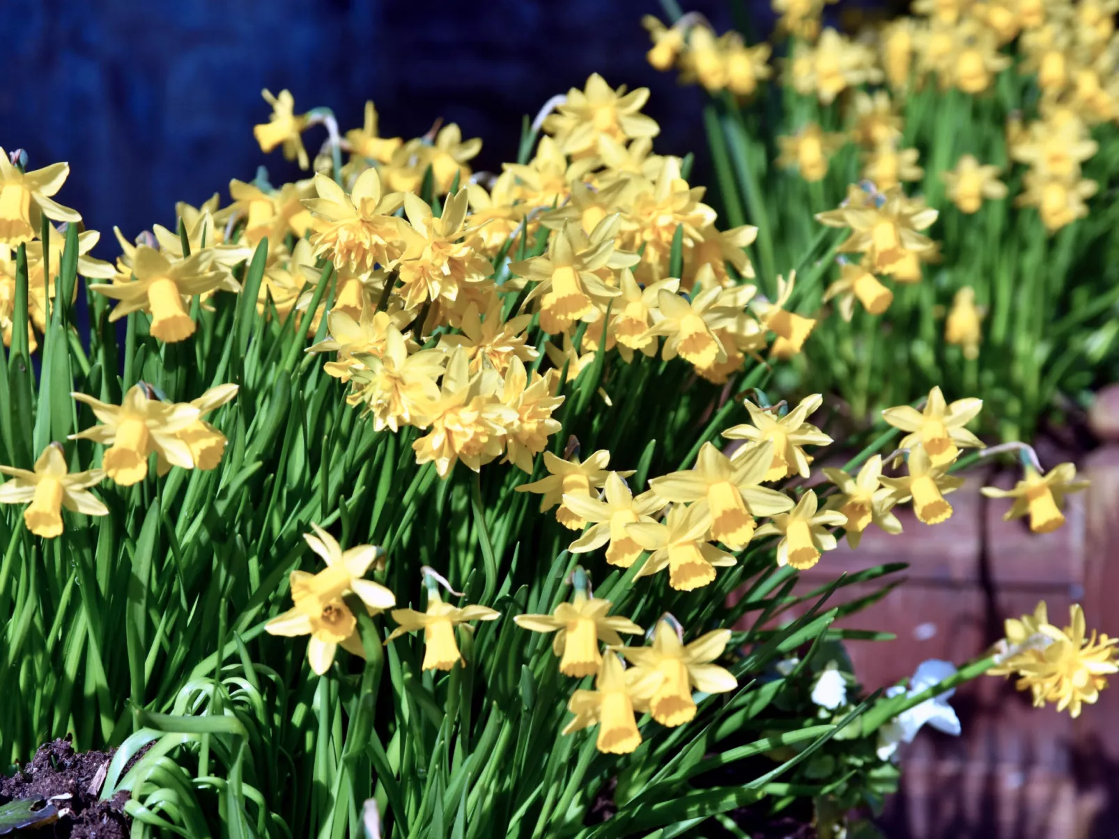 Stable Cottage-Dehors
