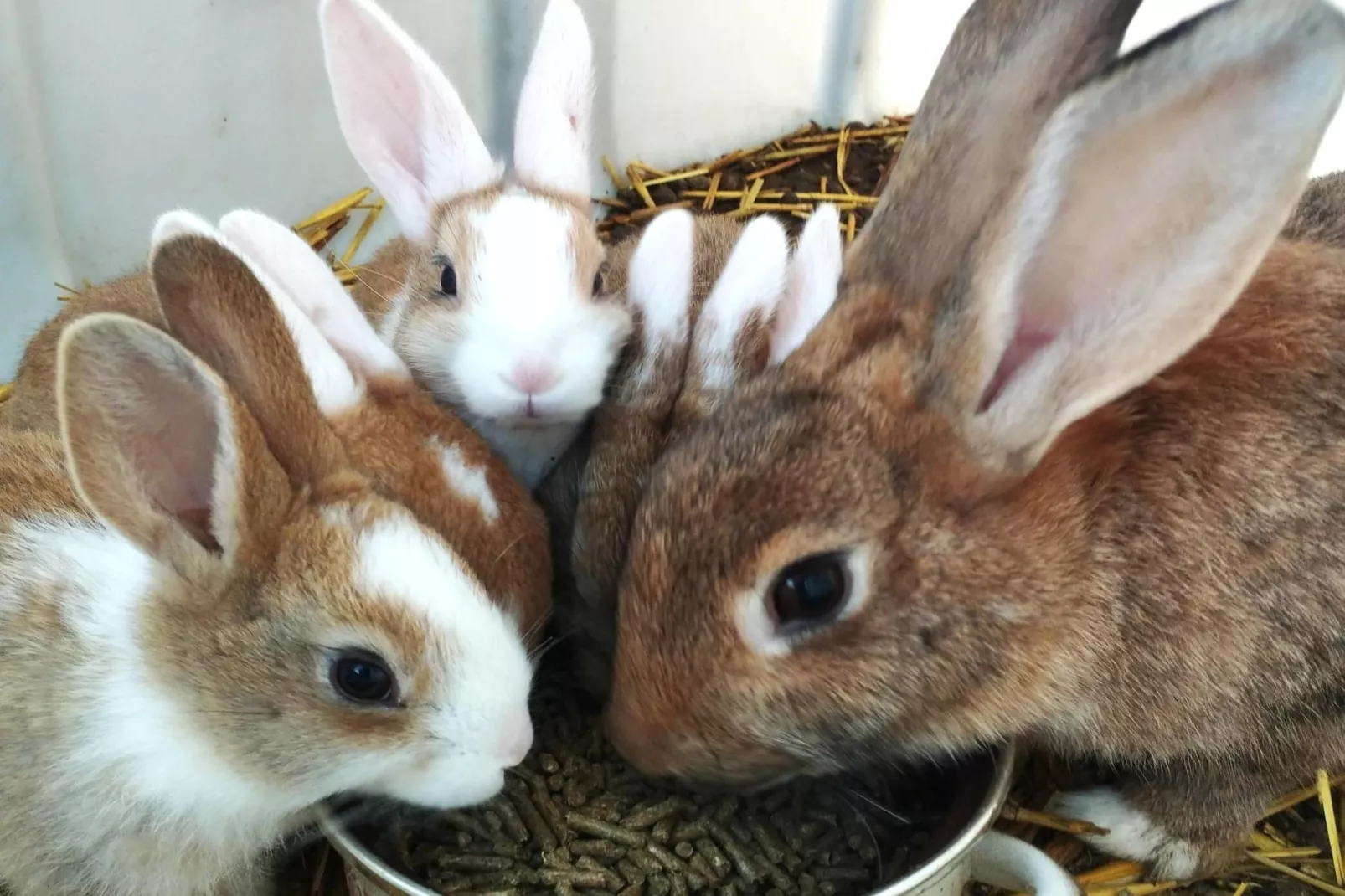 Karper studio-Ausstattung