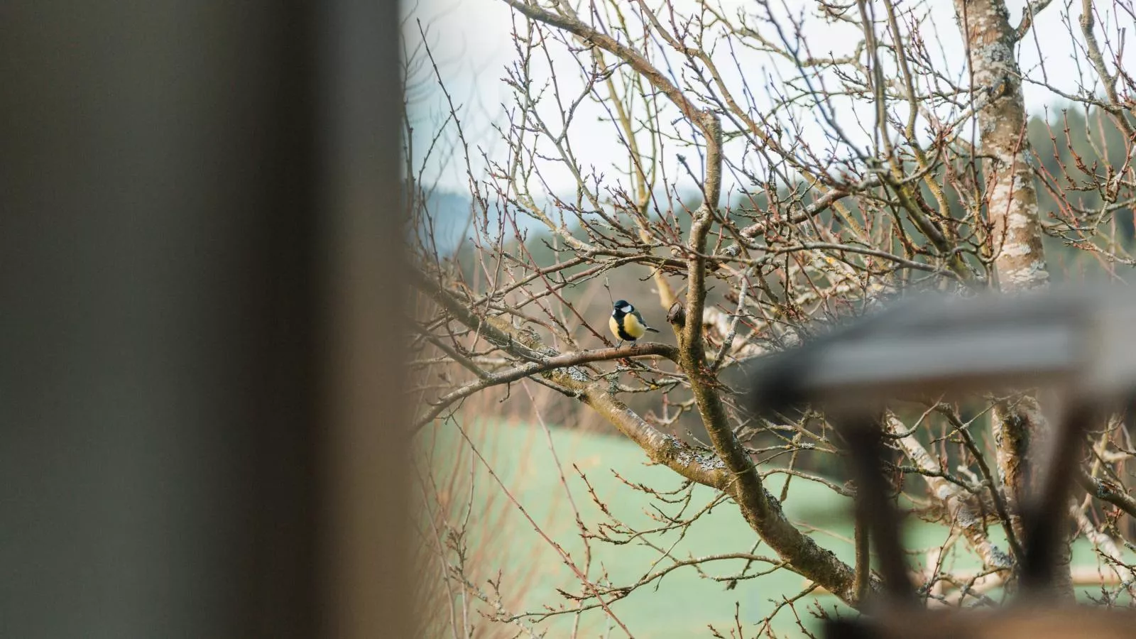 Im Bayerischen Wald-Ambiance