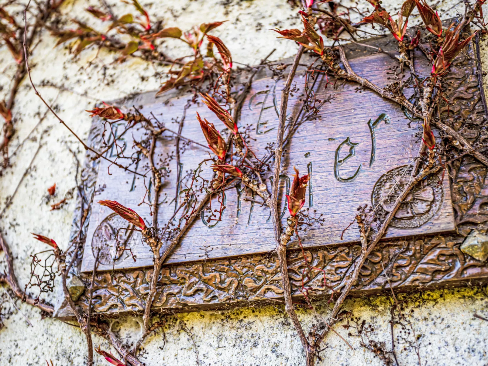 Les Jonquilles-Draußen