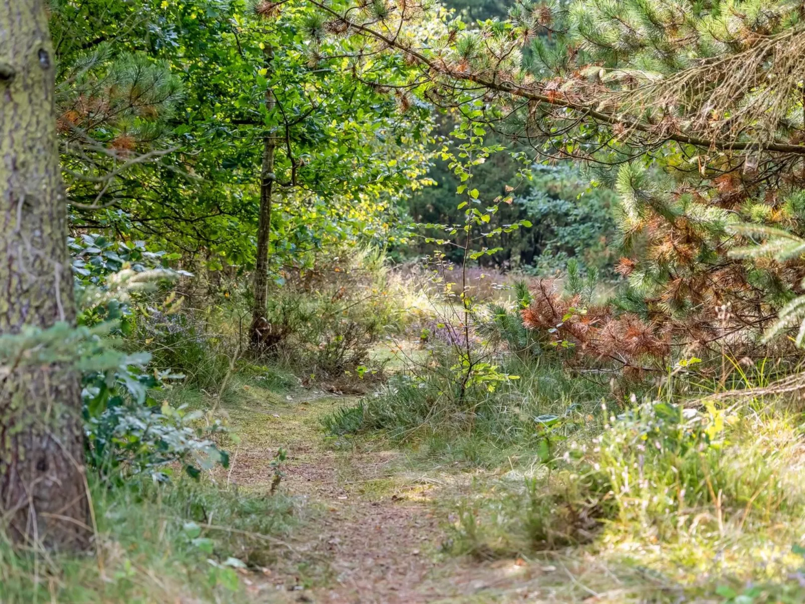 "Orvokki" - 125m from the sea-Outside