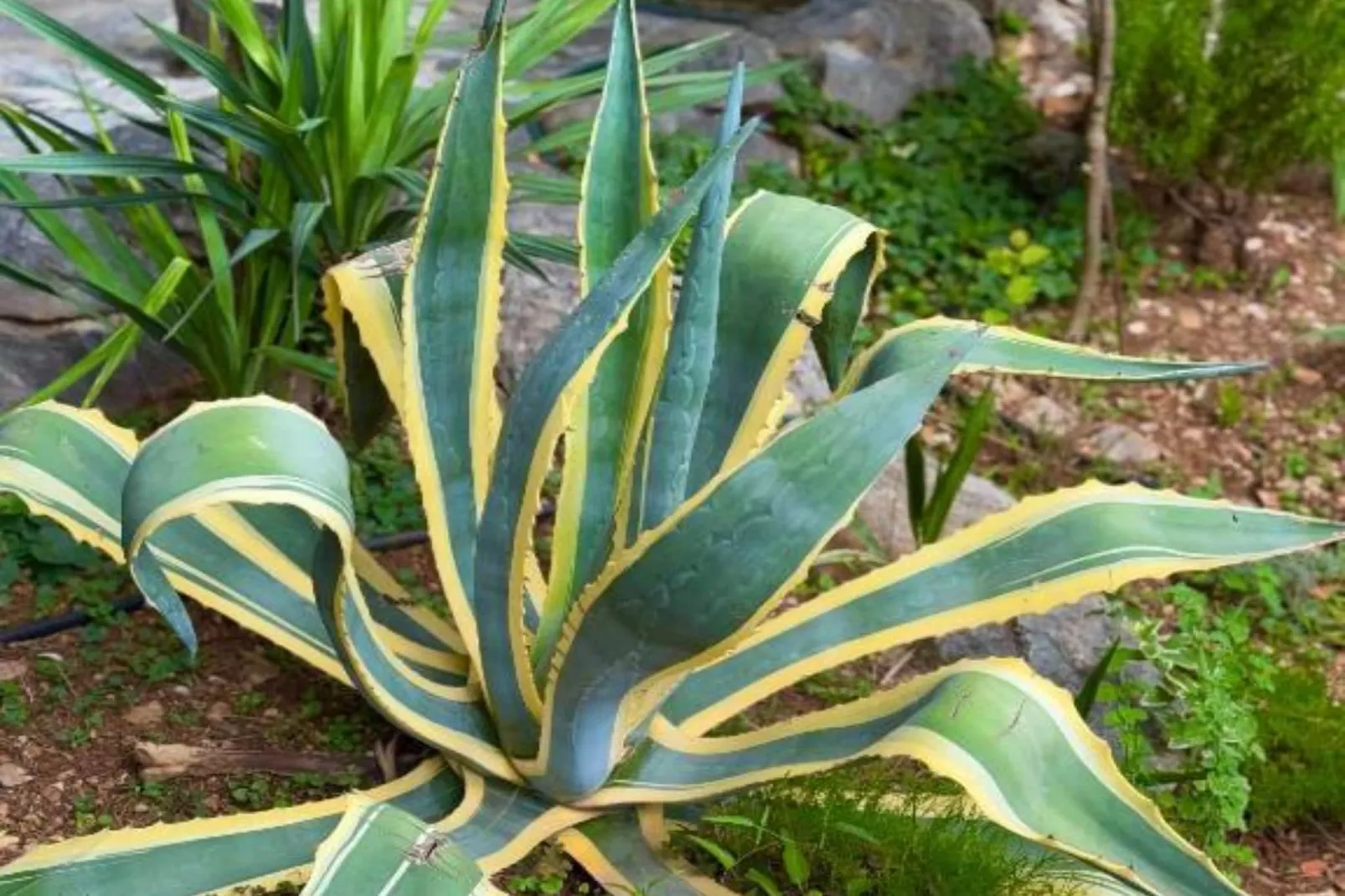 Beach House - 2m from beach - Three Bedroom House-Gardens in summer