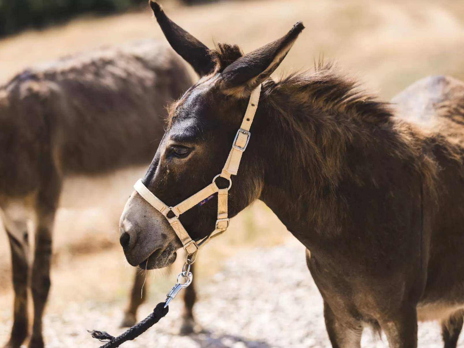 Poggio Piero 2-Draußen