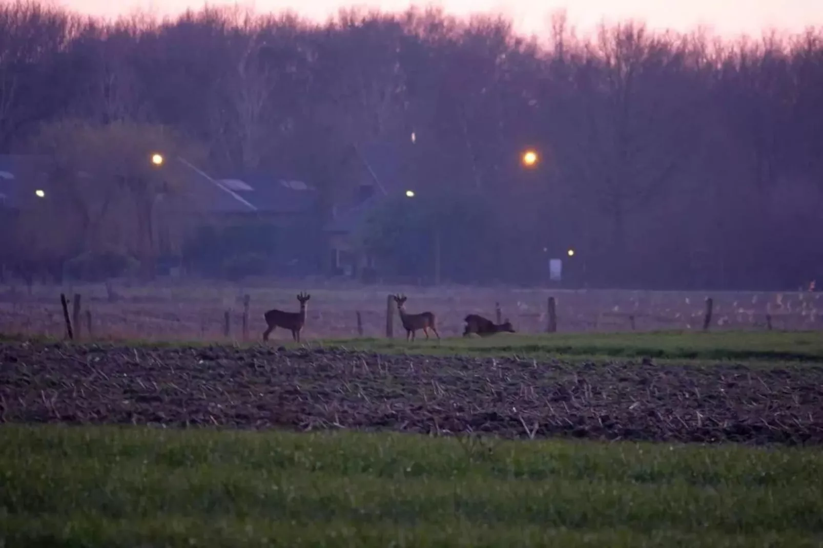 6 - Person Forest Pet & Family Bungalow-Gebiete Sommer 5 km