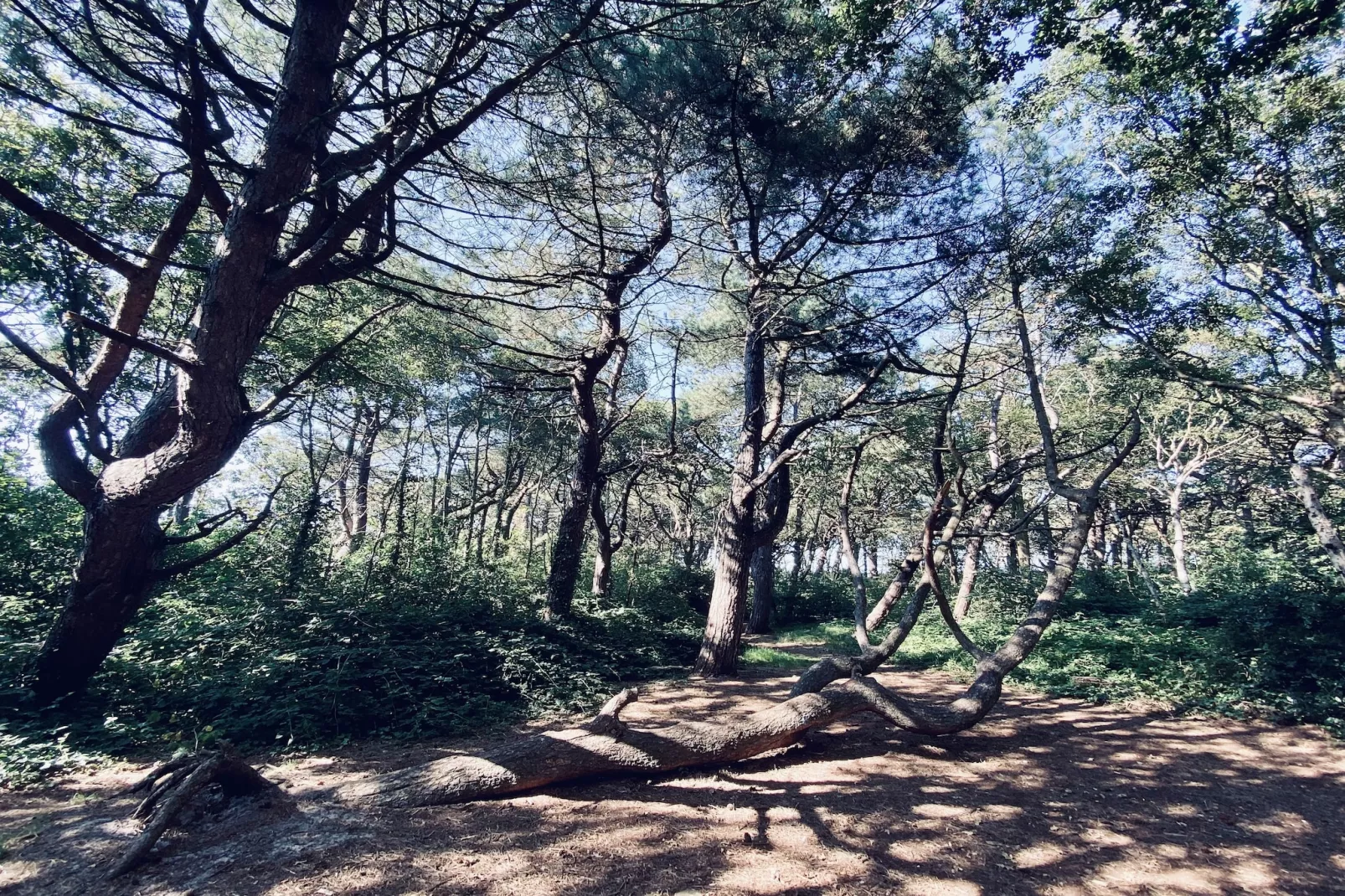 De Biotoop-Gardens in summer