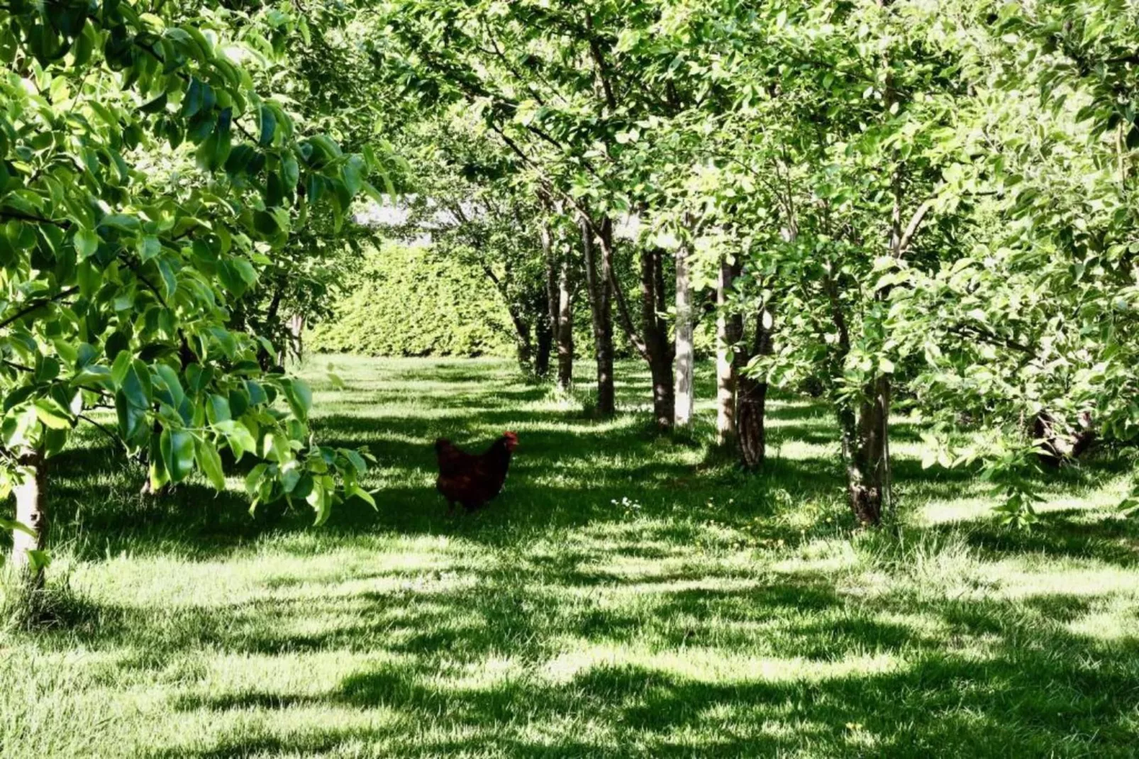 Vakantiepark De Lochemse Berg 1-Areas within 20km in summer