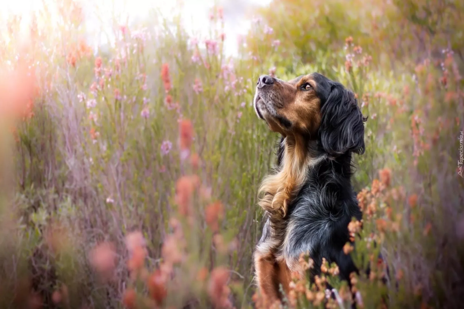Żółty Dom Grąbczyn-Areas within 5km in summer