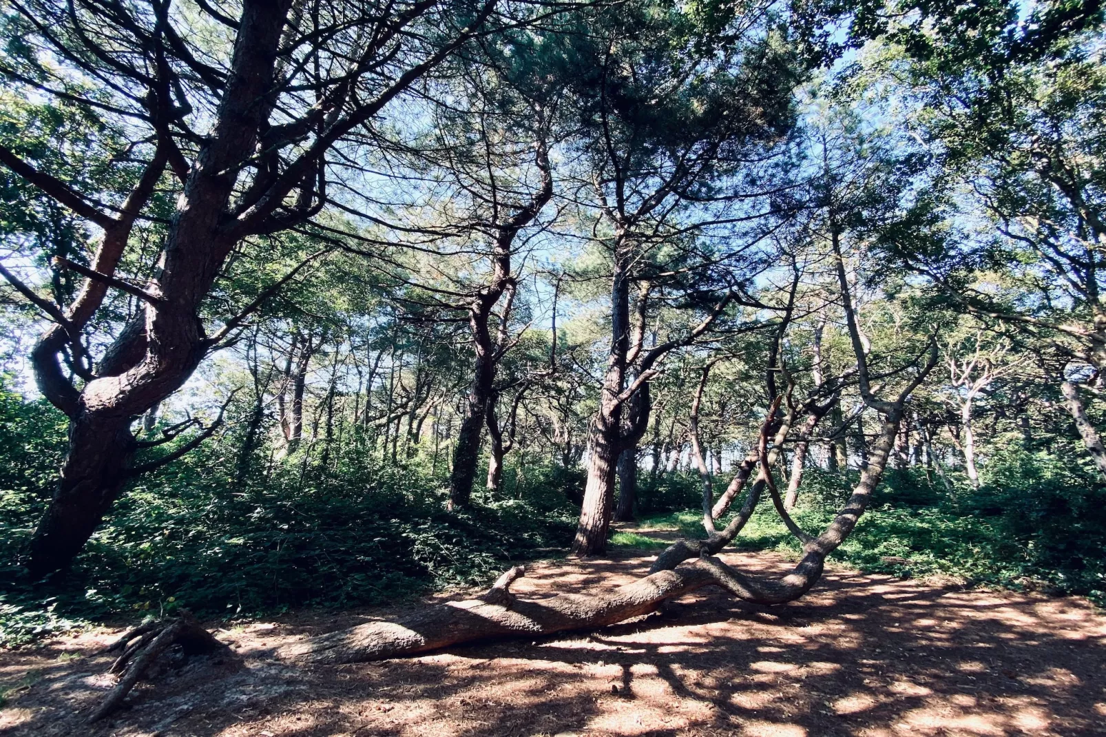 INFINITY-Areas within 1km in summer