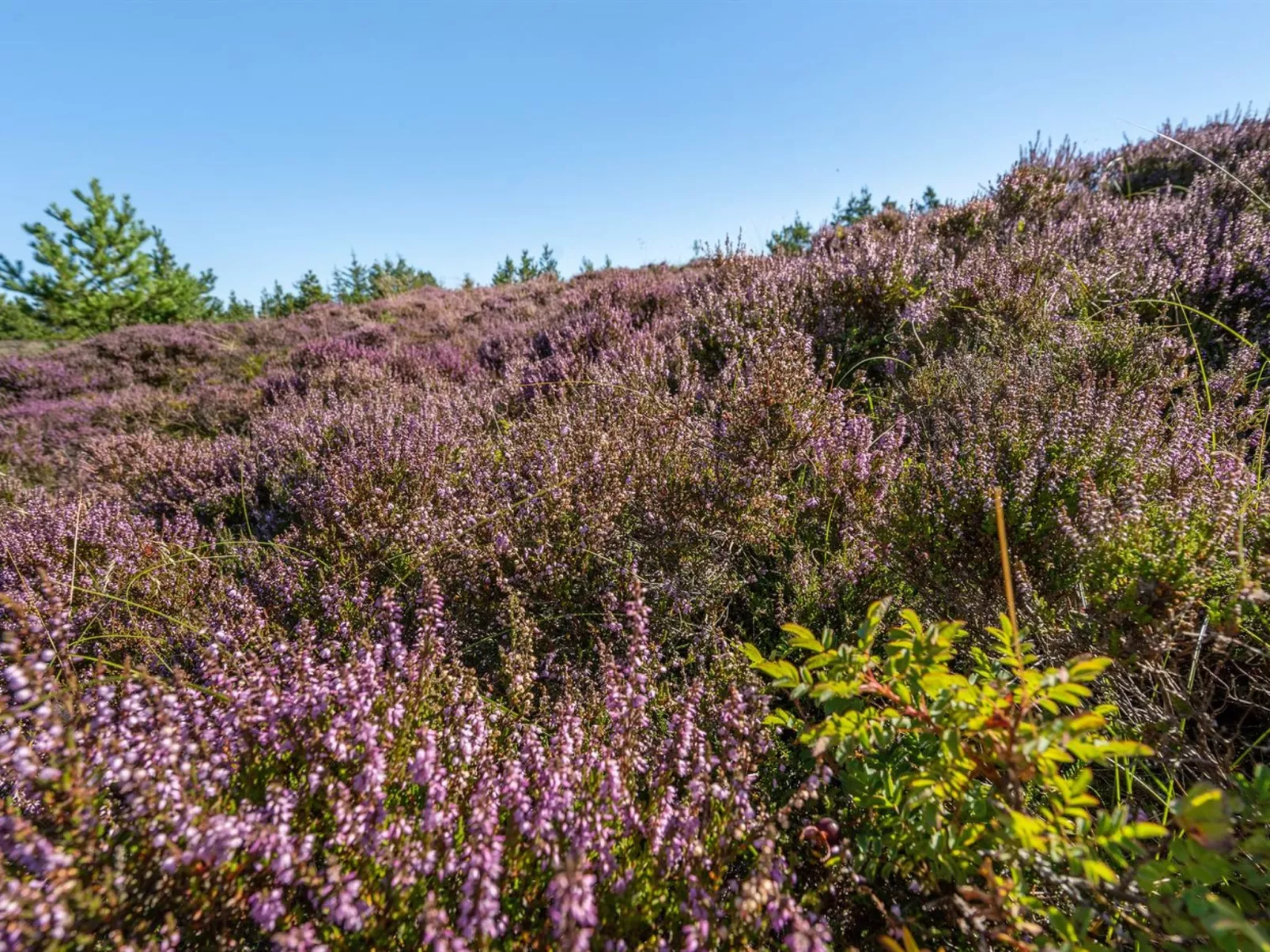 "Asdis" - 2.8km from the sea-Draußen