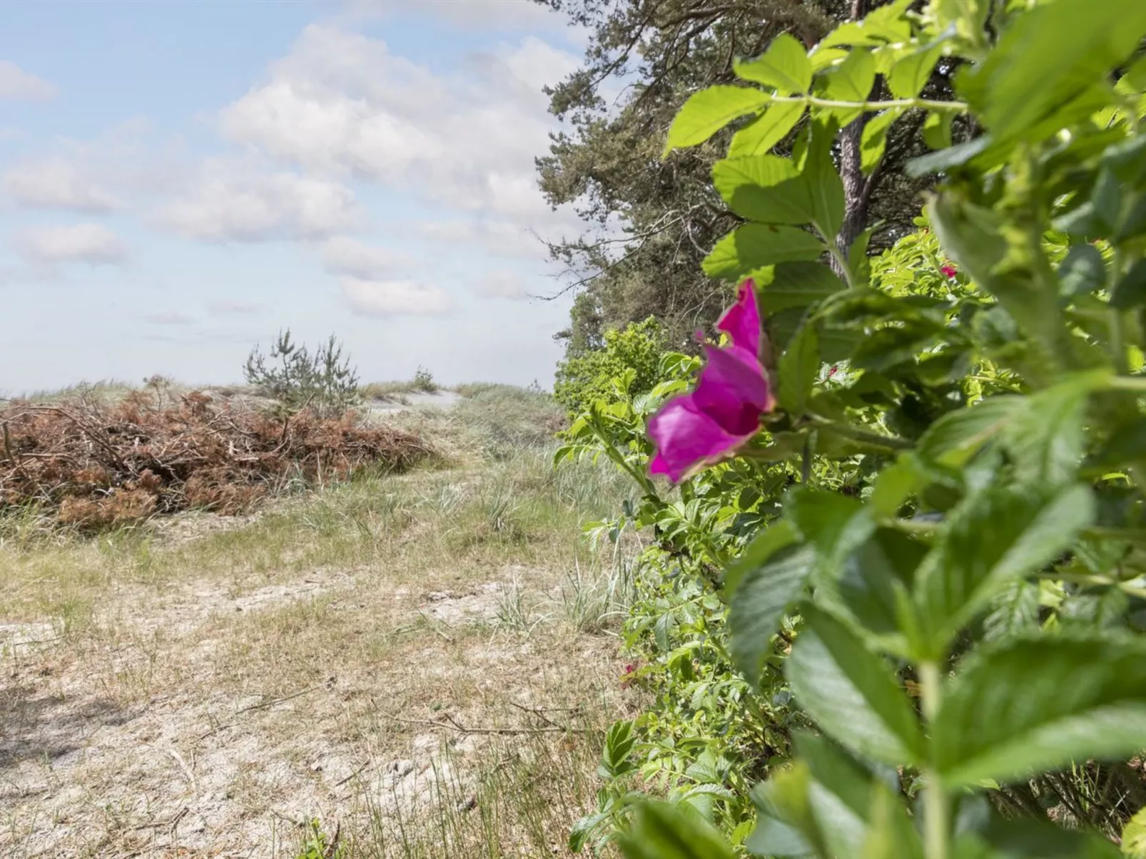 "Friis" - 200m from the sea-Outside