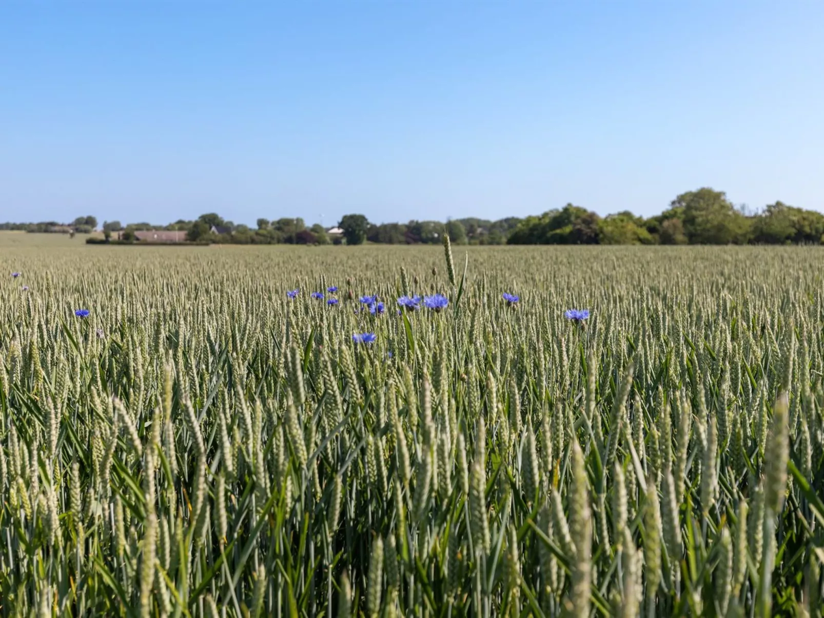 "Nilia" - 3.5km from the sea-Outside