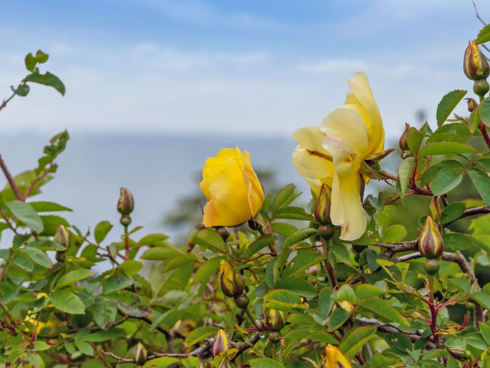 "Mauritz" - 300m from the sea-Outside