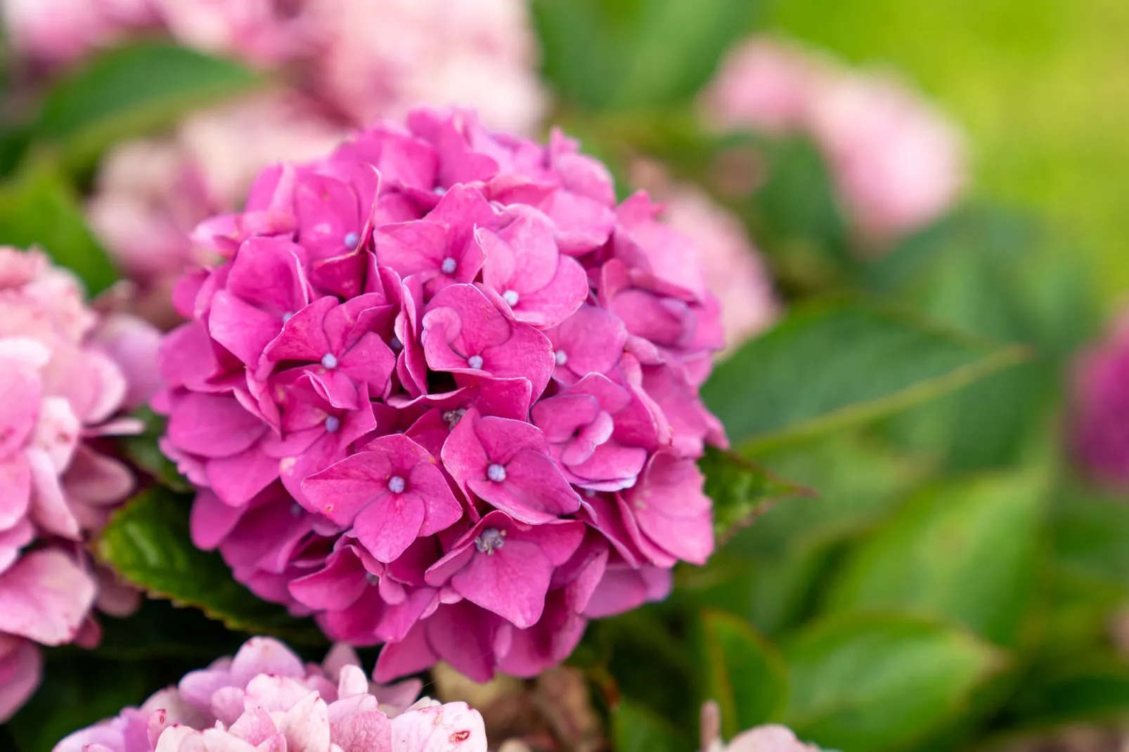 Ferienwohnung Friesenkind-Gardens in summer