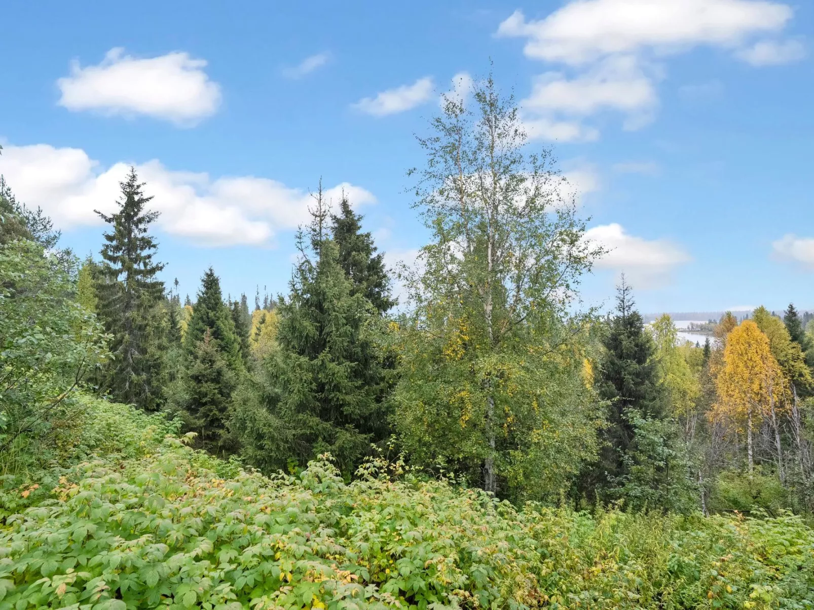 Rukanloisto a-Dedans