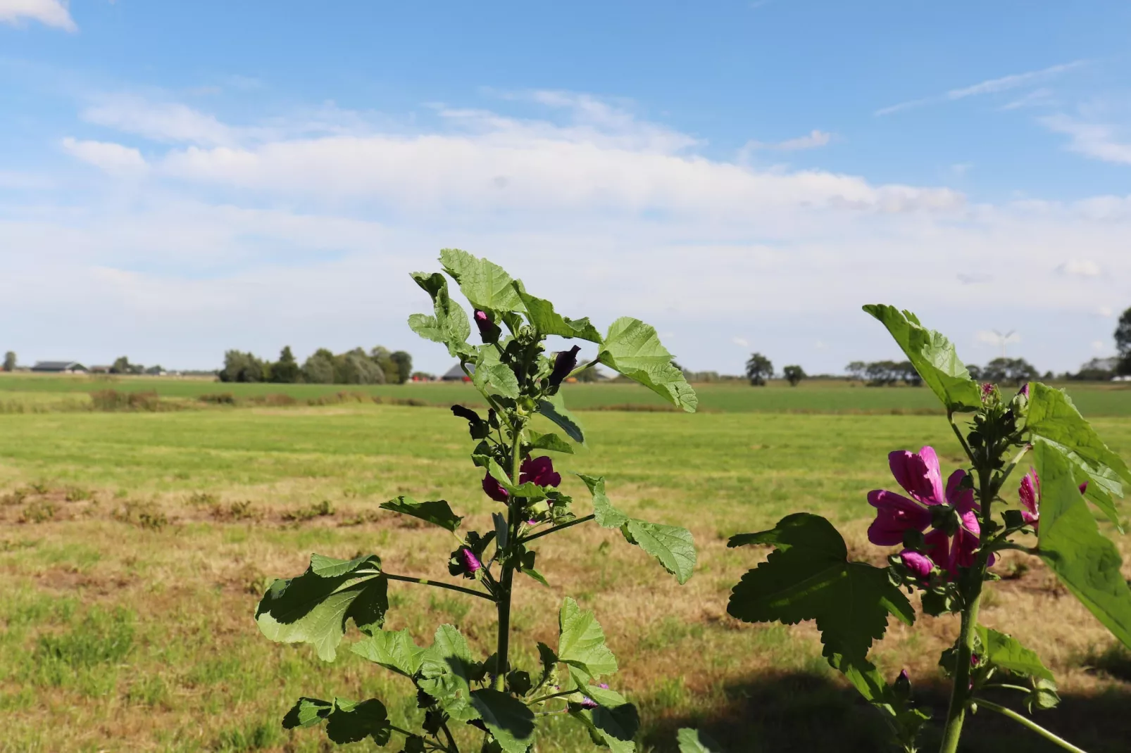 By Mosk 2-Aussicht Sommer