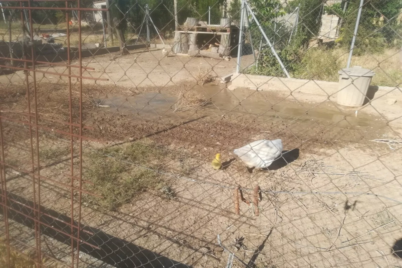 Cal Xelin-Gebiete Sommer 1 km