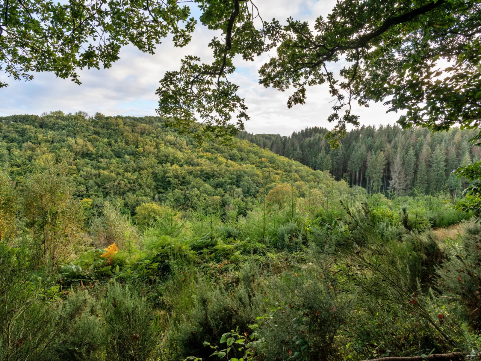 Forest Park Lodge-Dehors