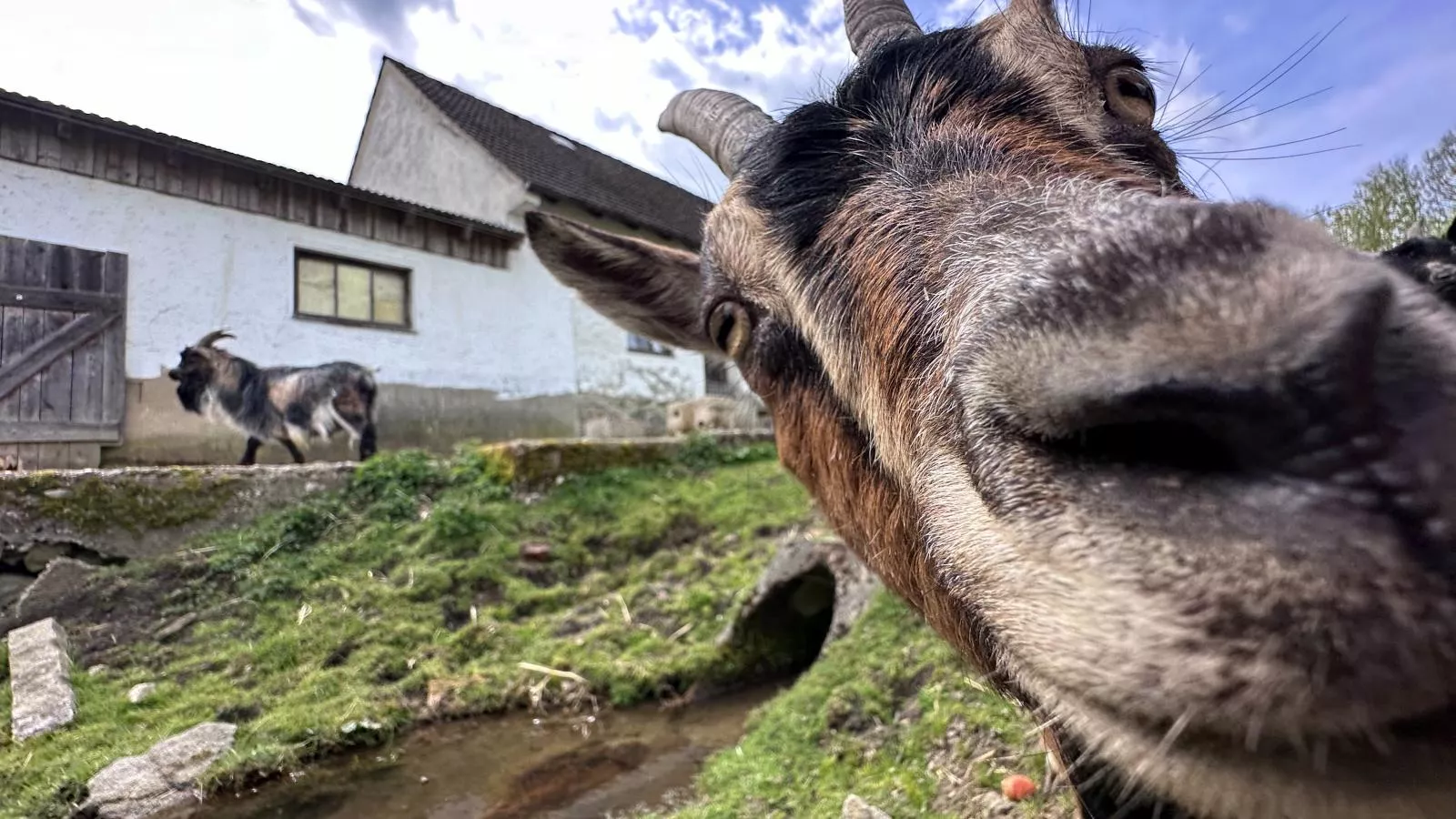 Feriendorf Seeblick - Tiny Chalet Nr 3-Areas within 1km in summer