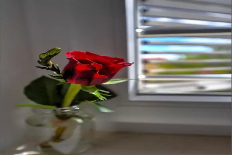 Deluxe Room with King Bed (2)-Intérieur