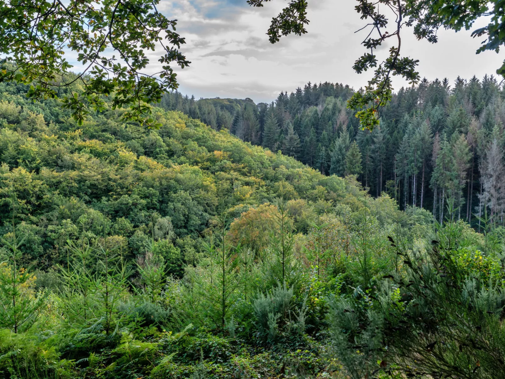 Forest Park Lodge-Dehors