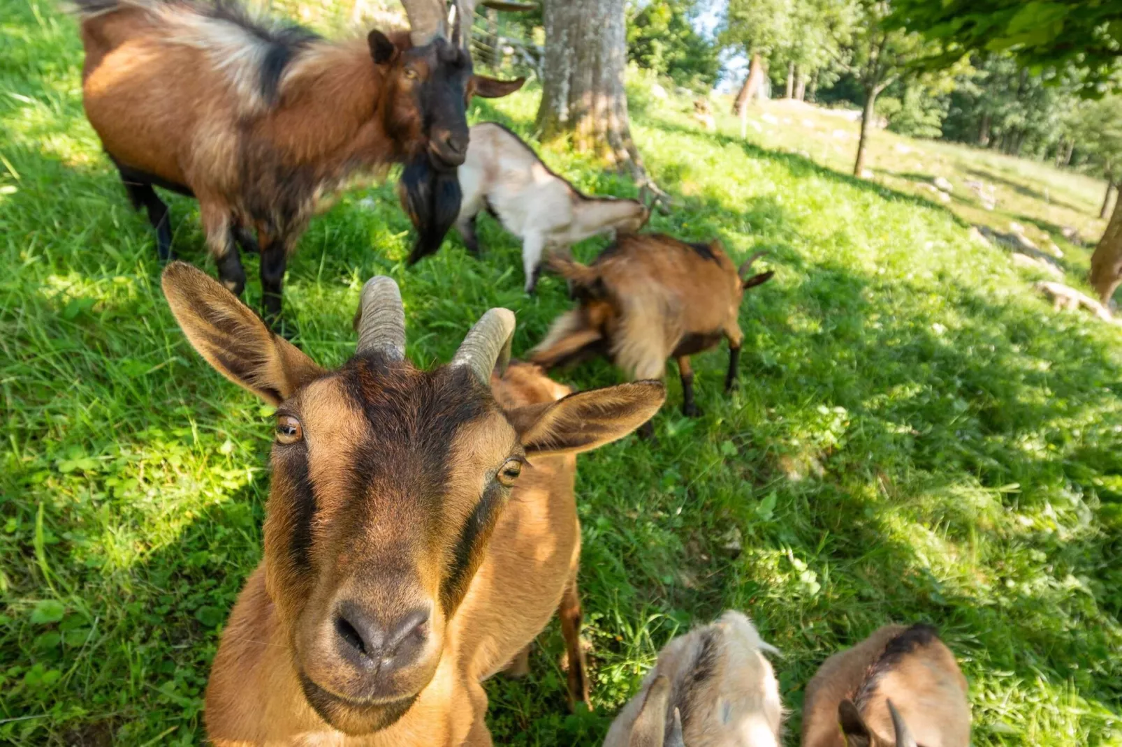 Nature Hideaway Holiday Homes with Sauna - Two Bedroom Holiday Home (owner Liza)-View