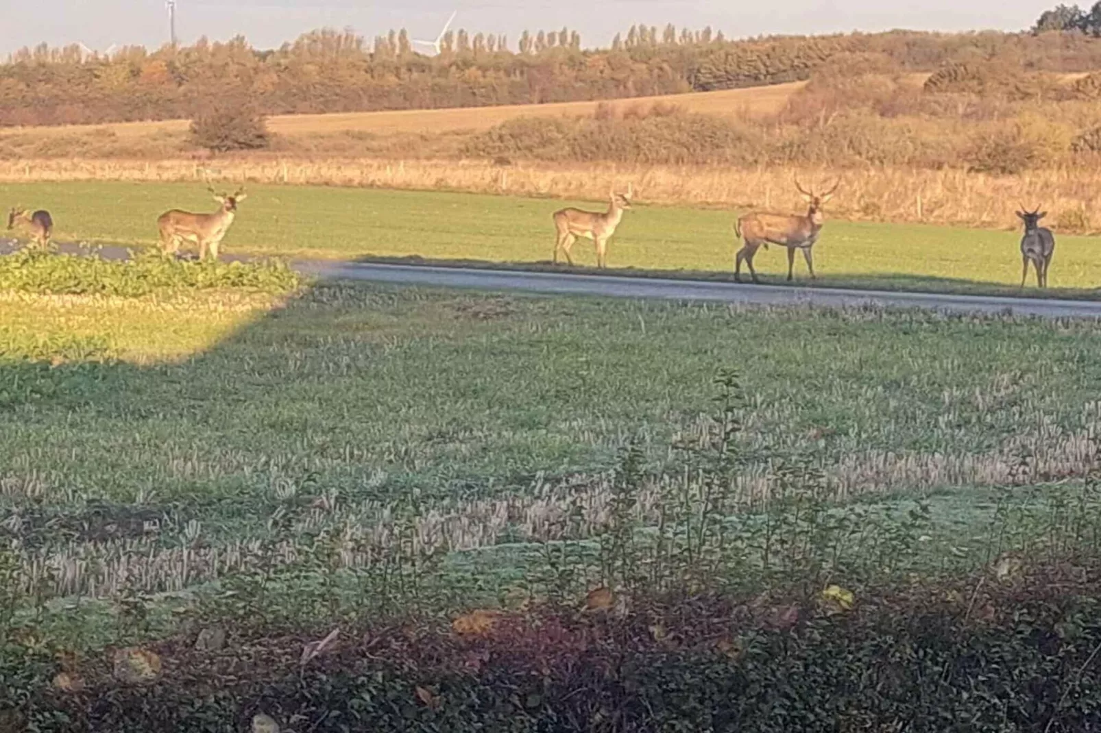 5 Sterne Ferienhaus in Bagenkop-Aussicht