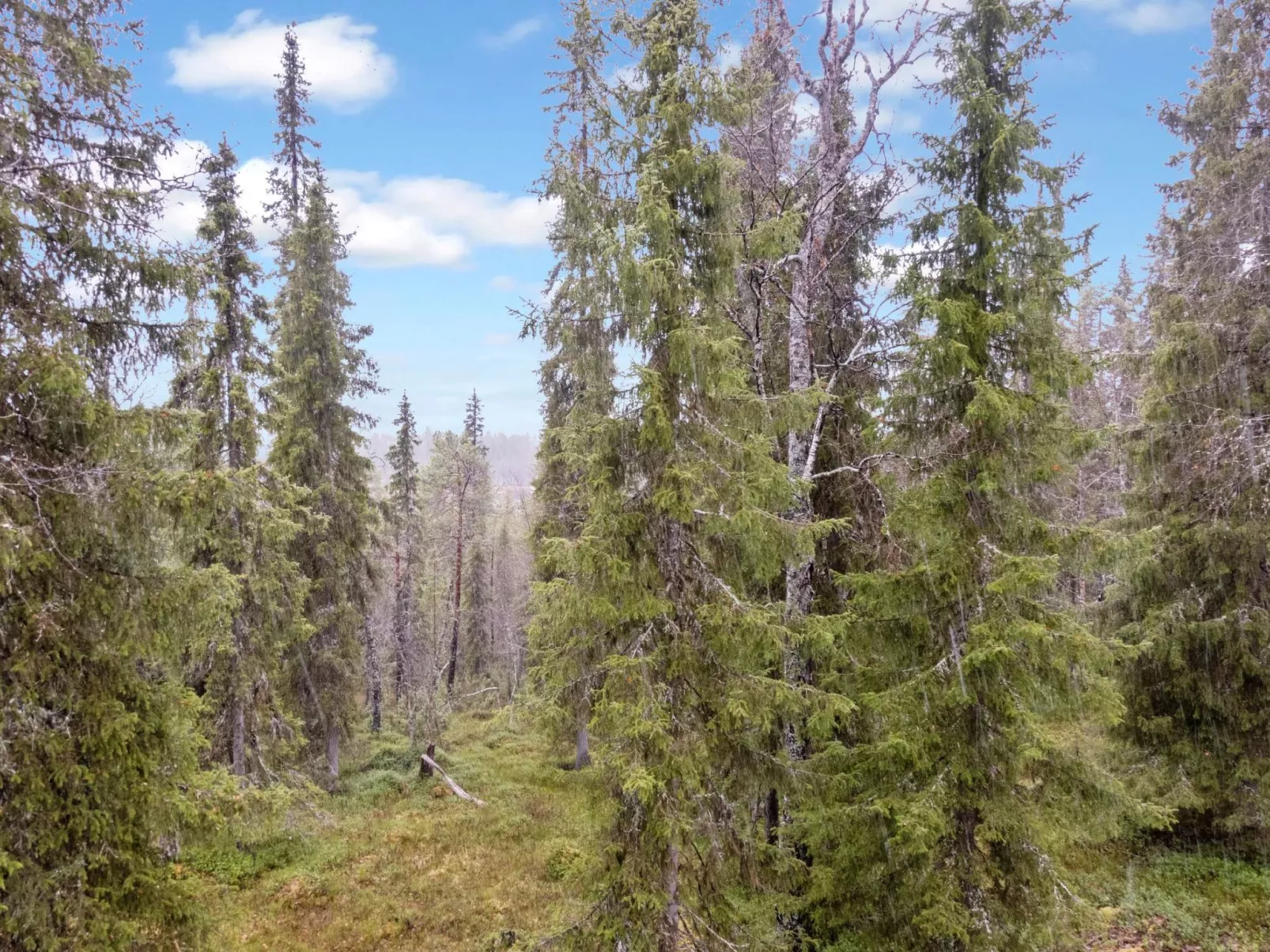 Sallan lumous b-Dedans