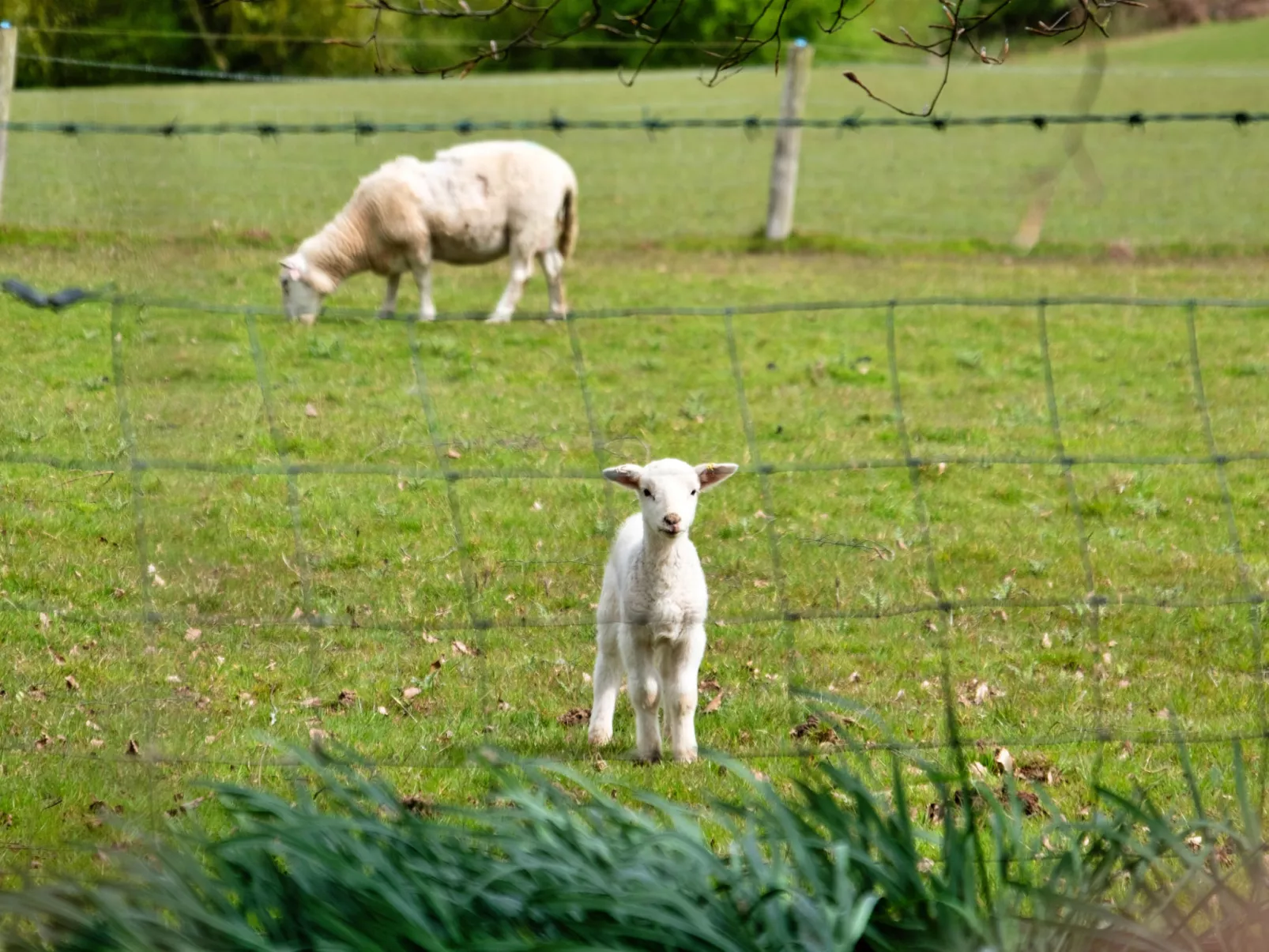 Hay and Hedgerow Glamping-Dehors