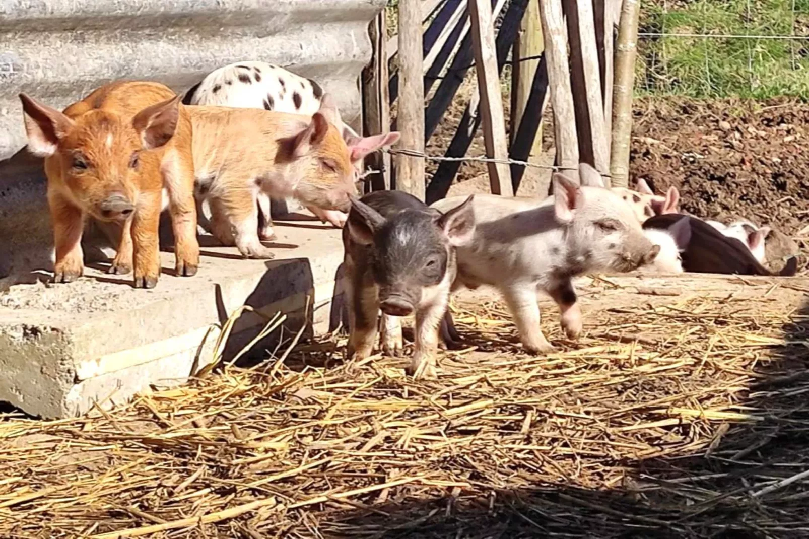 Hol van de vos - wellness-Ausstattung