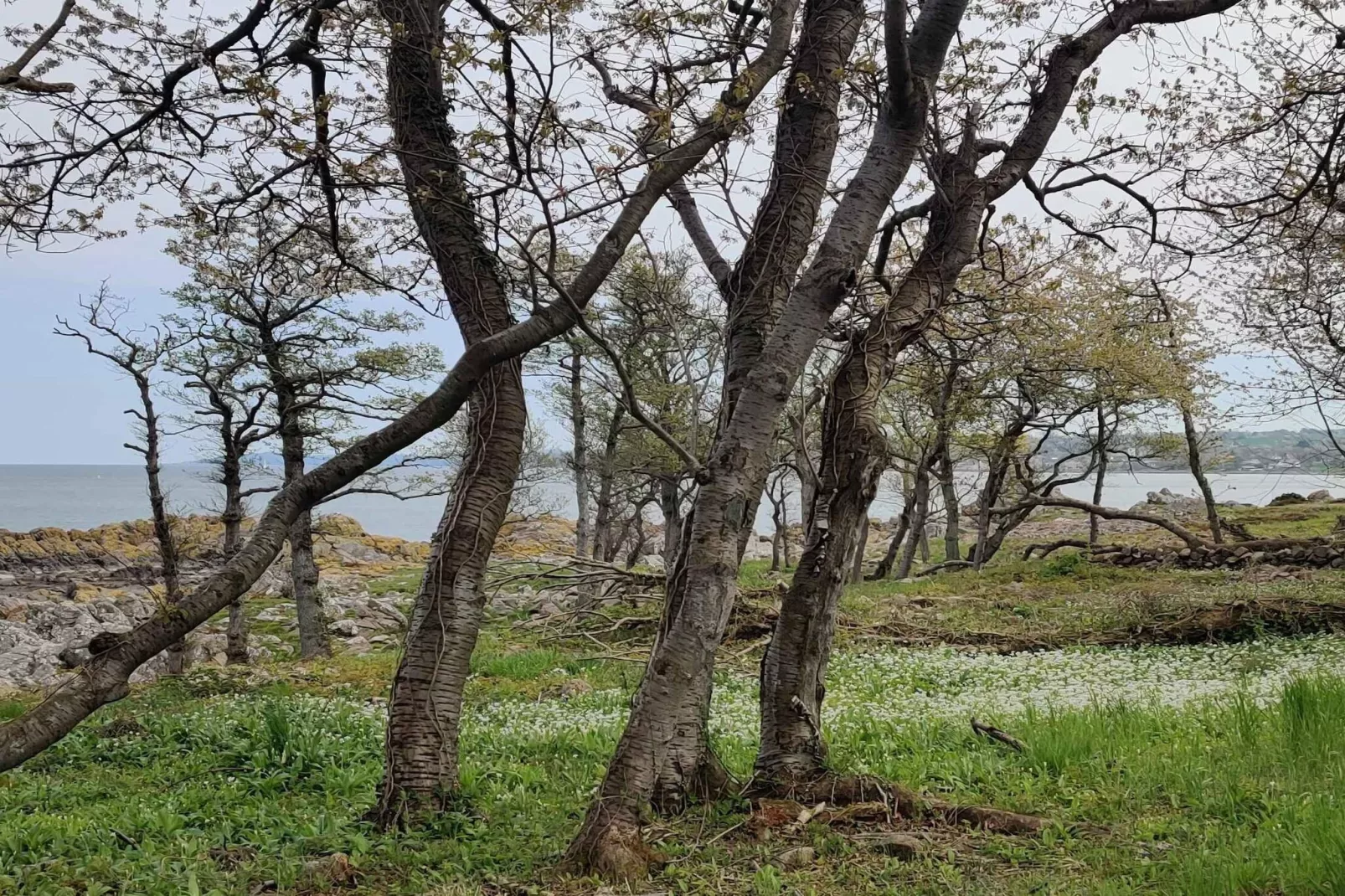 5 star holiday home in Allinge-Outdoor