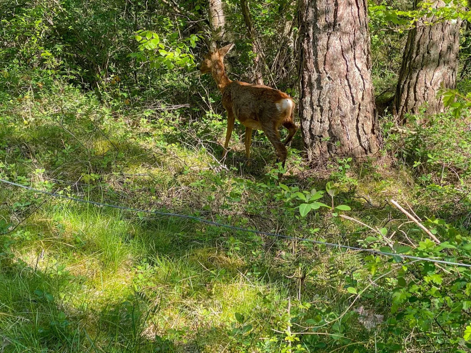 "Mikaela" - 1km from the sea-Draußen