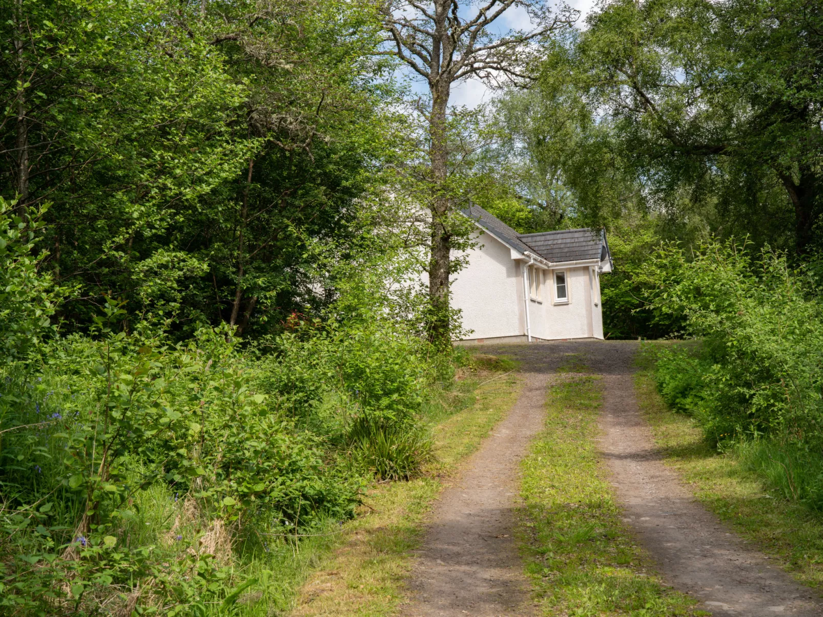 Silver Birch-Outside