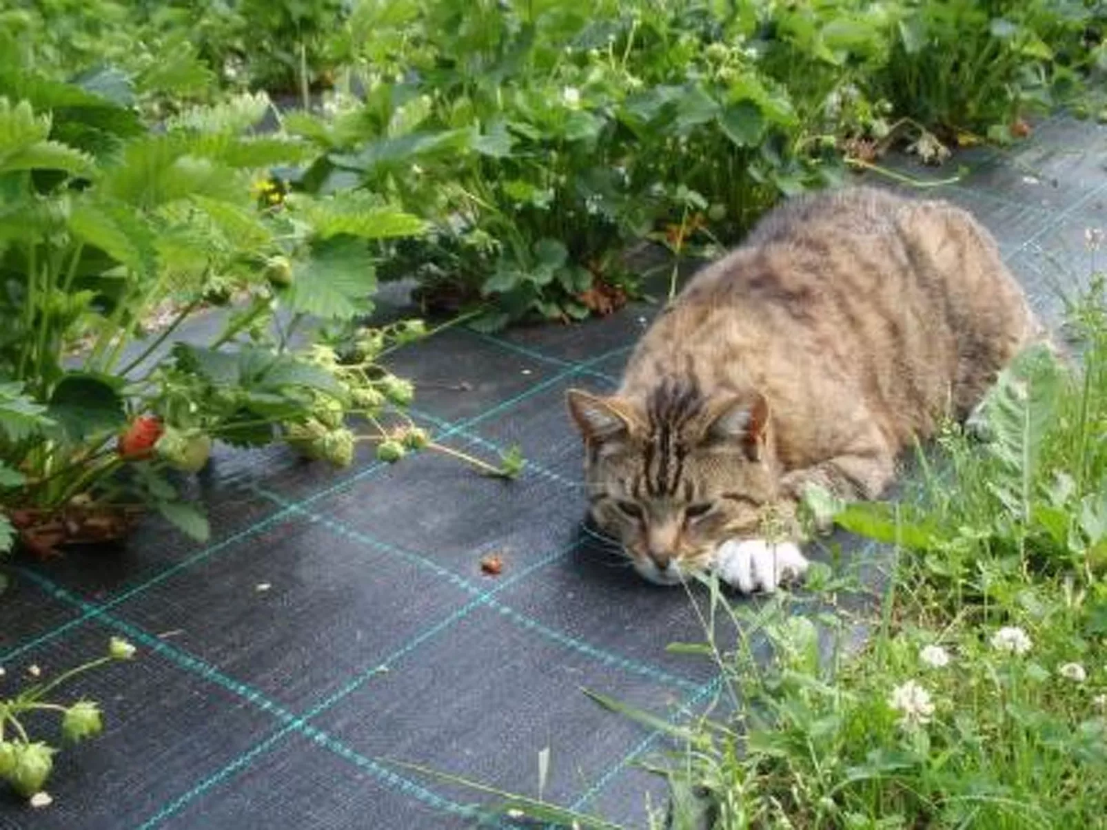 Vaaran loma-asunto-Dedans