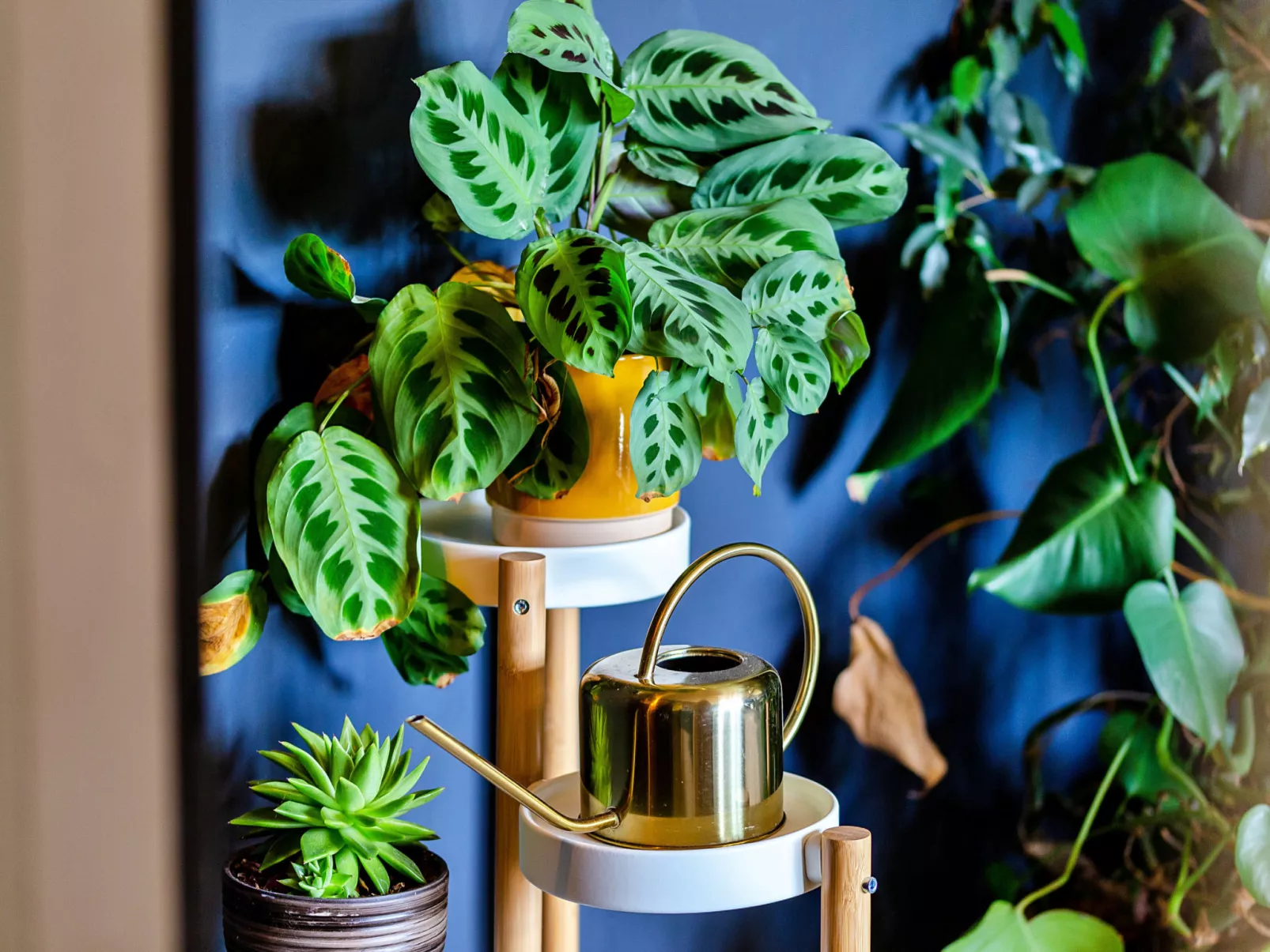 Cresswell House-Dedans